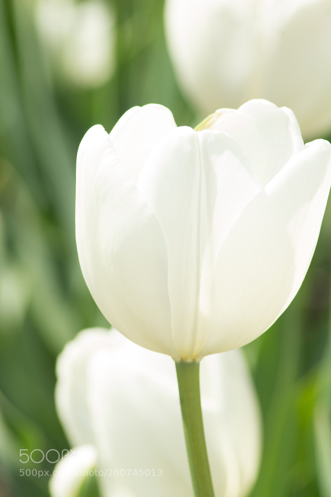 Canon EOS 1200D (EOS Rebel T5 / EOS Kiss X70 / EOS Hi) sample photo. White tulip no watermark photography