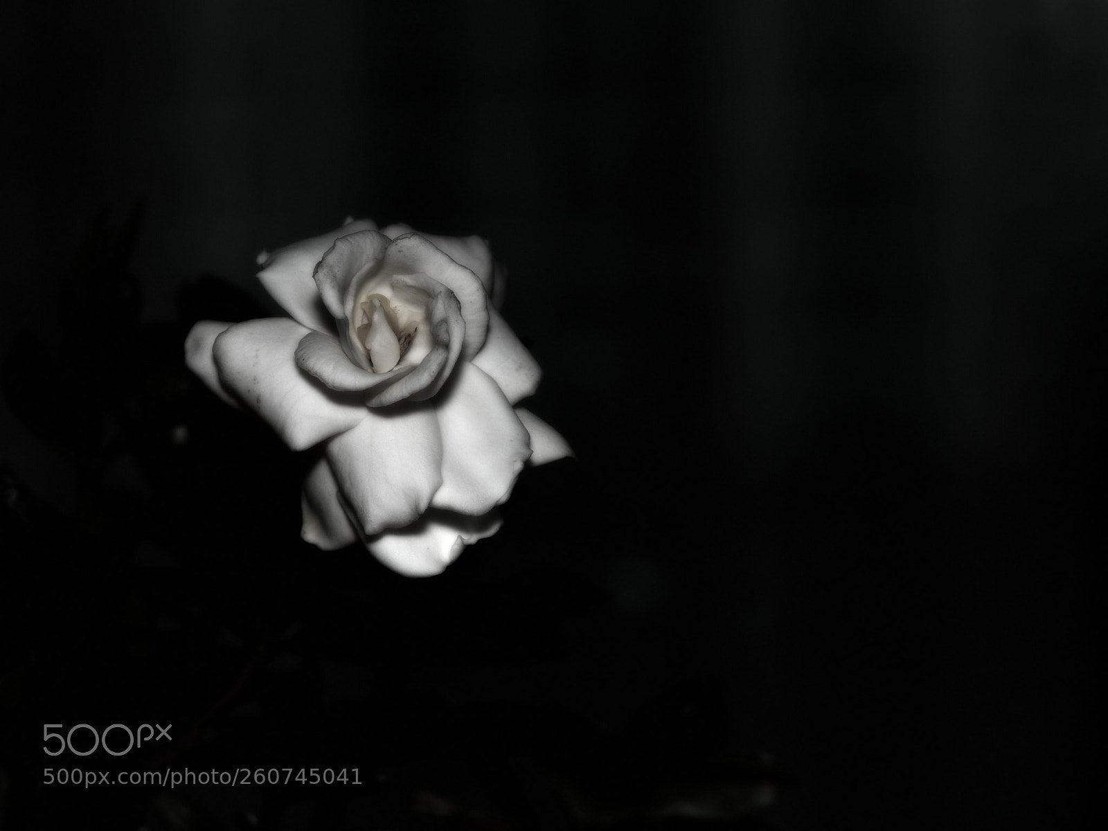 Nikon D850 sample photo. 850_2503_00001.jpg photography