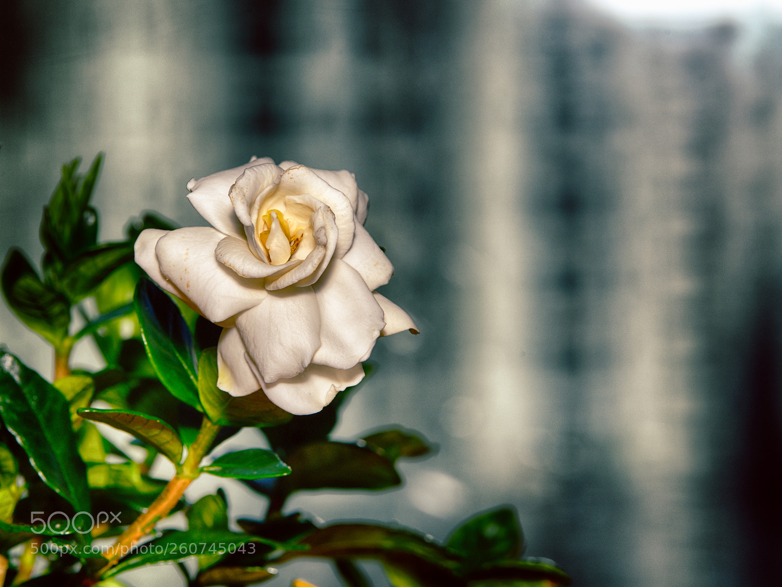 Nikon D850 sample photo. 850_2502_00001.jpg photography