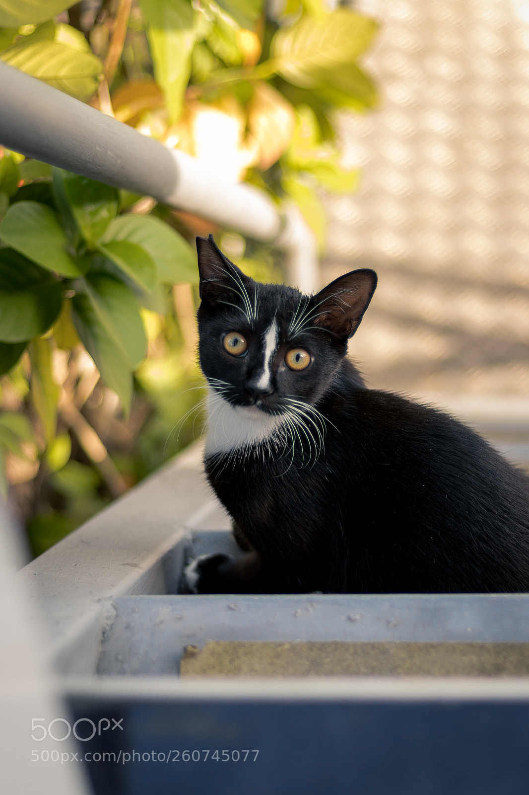 Canon EOS 80D sample photo. Kitty, you're welcome photography