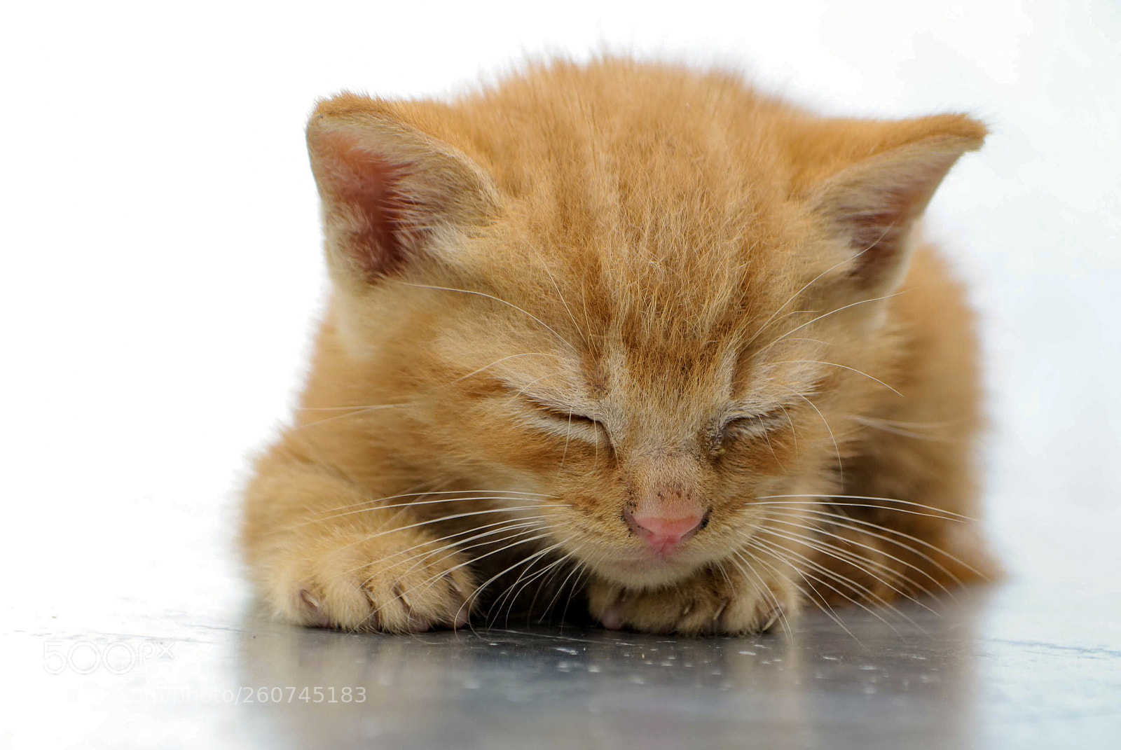 Nikon D3000 sample photo. Soft kitty, warm kitty..... photography