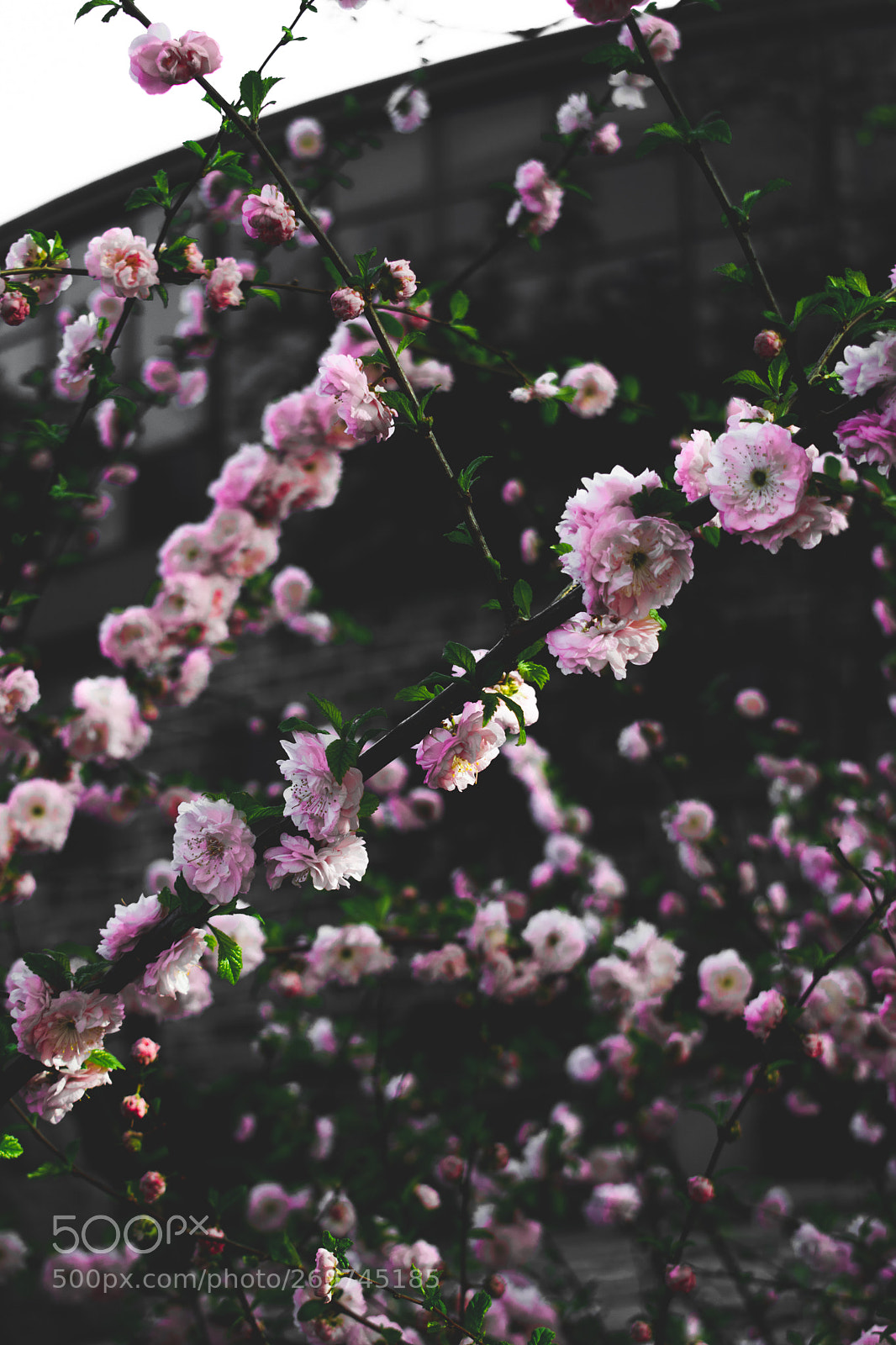 Nikon D5300 sample photo. Cherry blossom photography