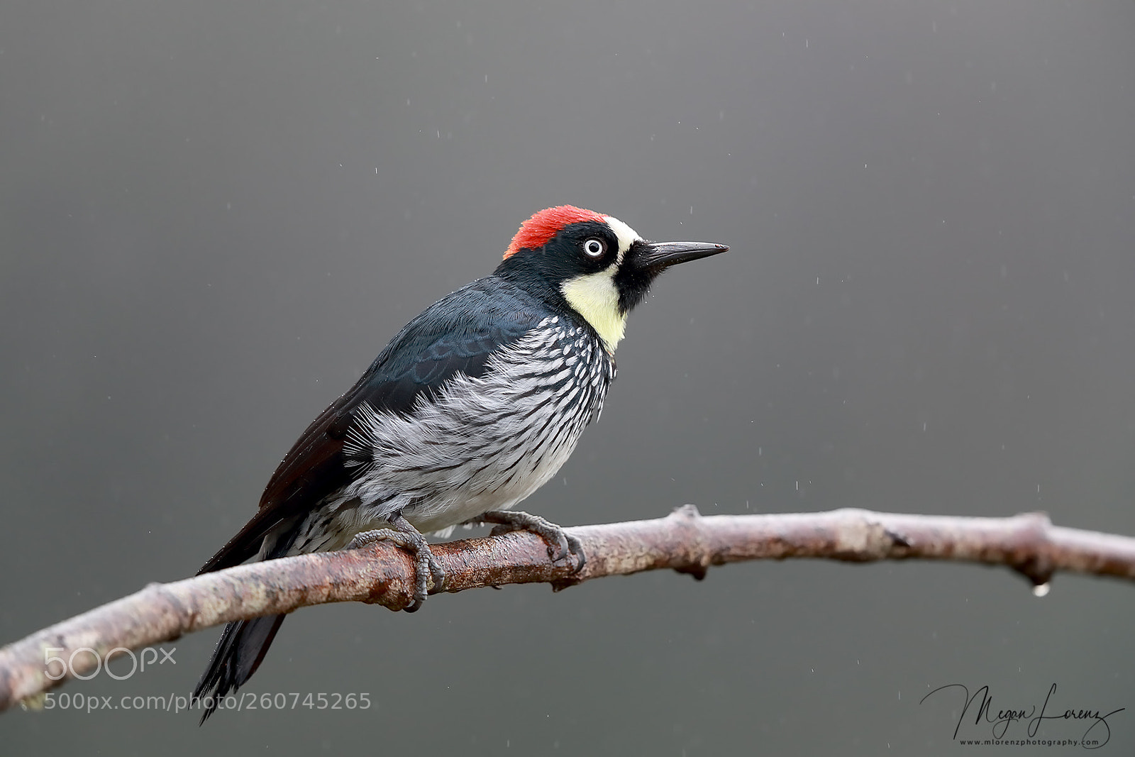 Canon EOS-1D X Mark II sample photo. Woodpecker photography