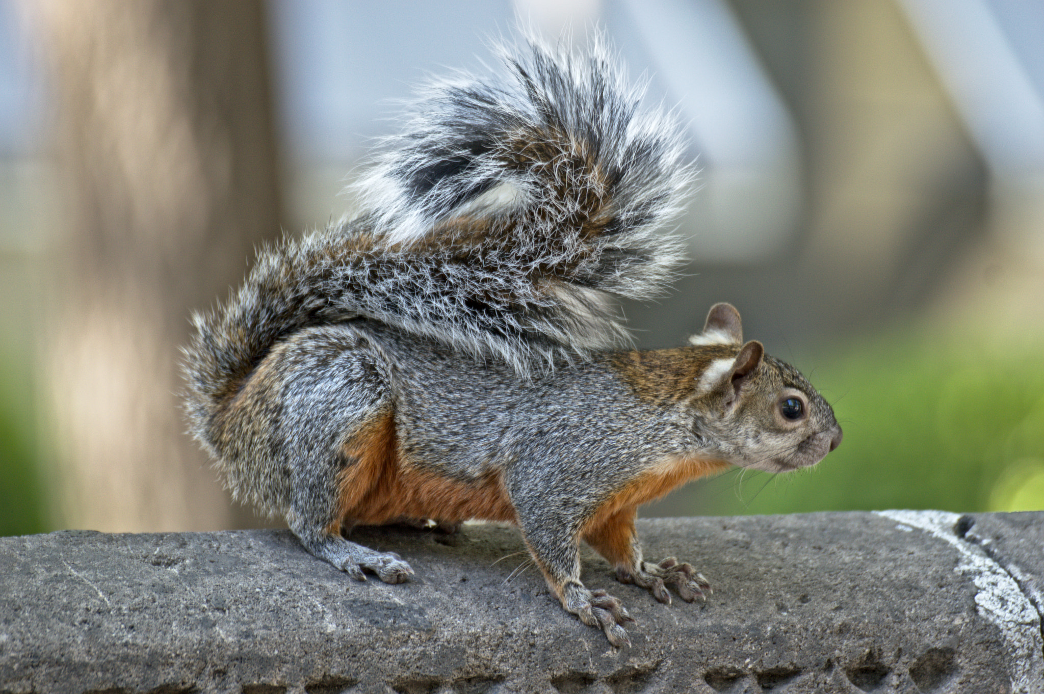 Nikon D3200 sample photo. On the avenue photography