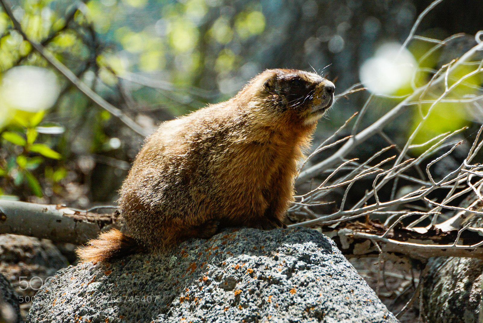 Sony a6000 sample photo. Fish lake marmot photography