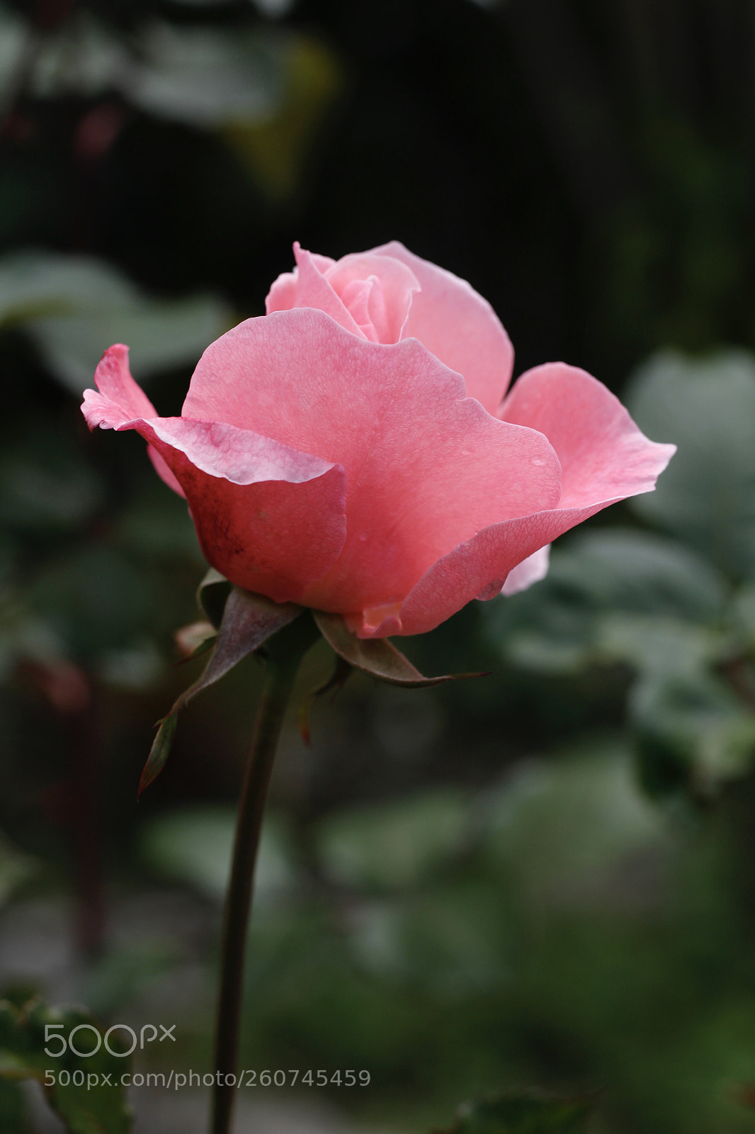 Canon EOS 700D (EOS Rebel T5i / EOS Kiss X7i) sample photo. Untitled photography