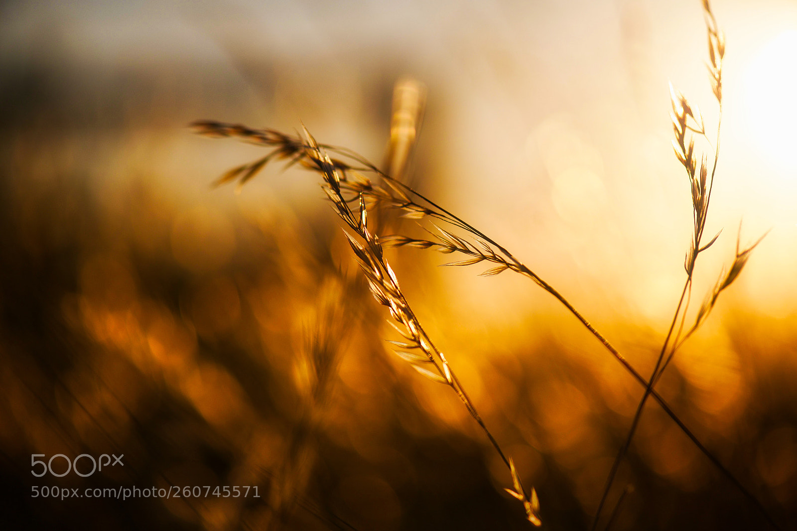 Nikon D850 sample photo. Golden light on prairie photography