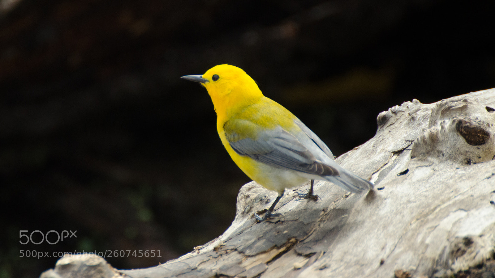 Nikon D7000 sample photo. Prothonotary warbler photography