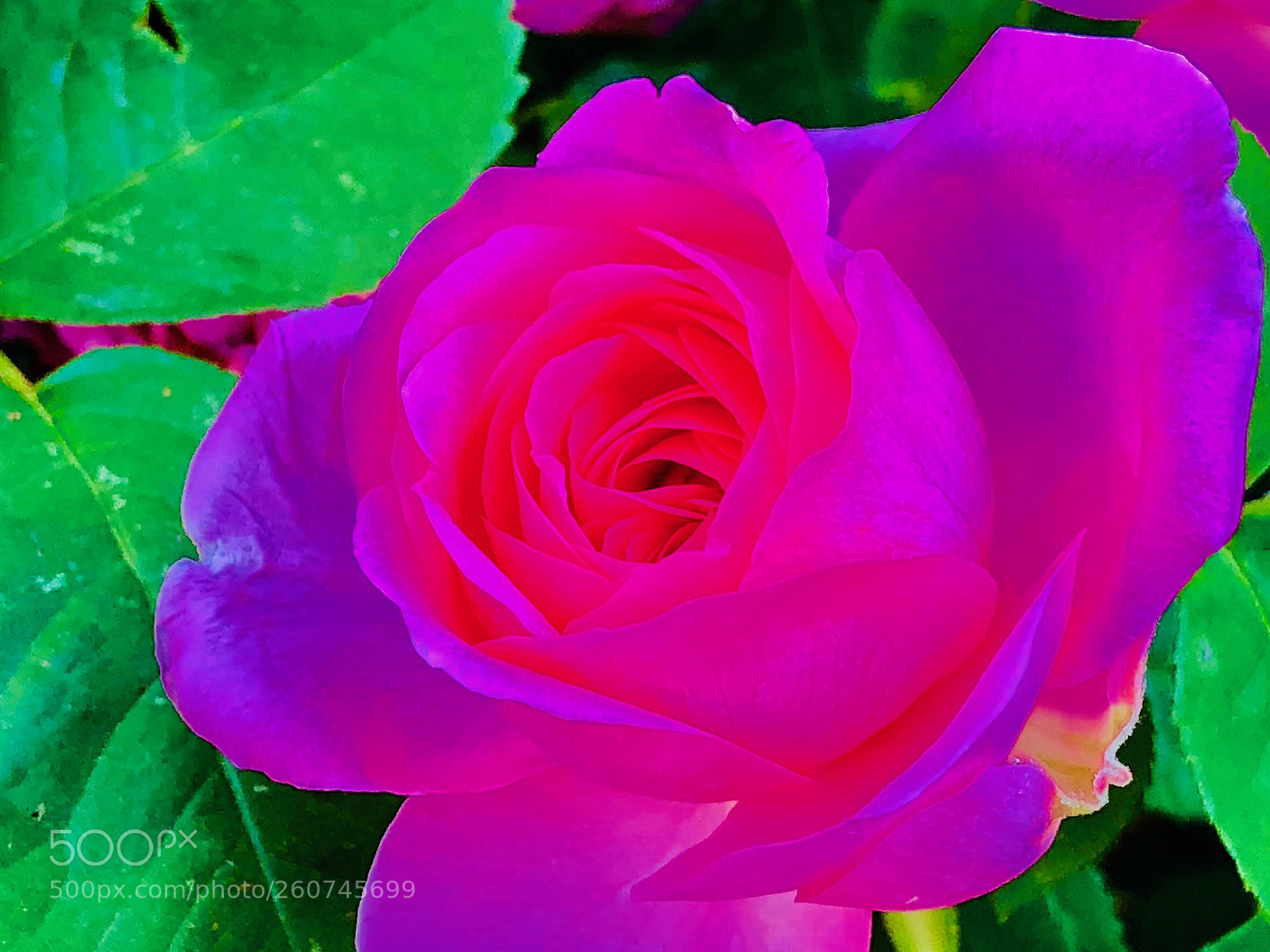 Apple iPhone X sample photo. Floral intensity photography