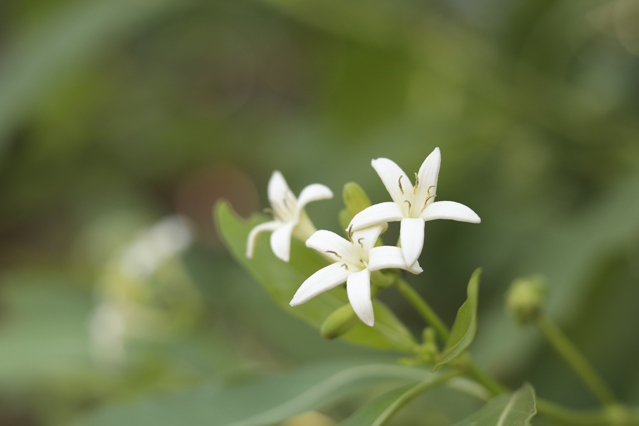 Canon EOS 800D (EOS Rebel T7i / EOS Kiss X9i) sample photo. White buddies! photography