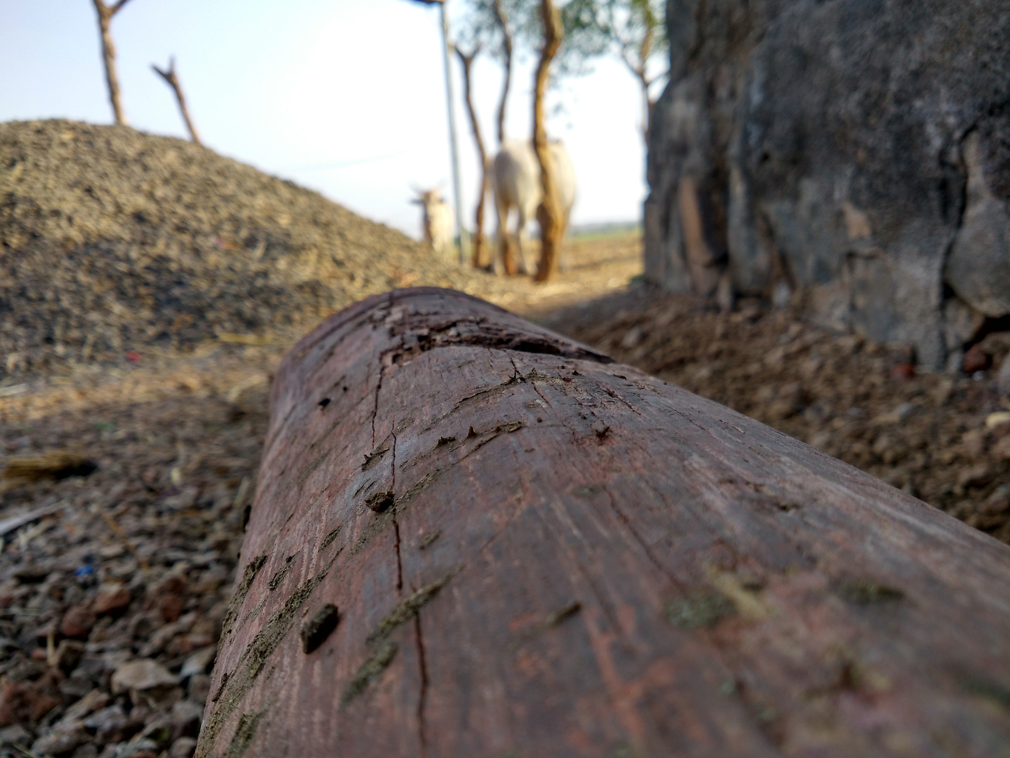 Xiaomi MI4 sample photo. Sagwan photography