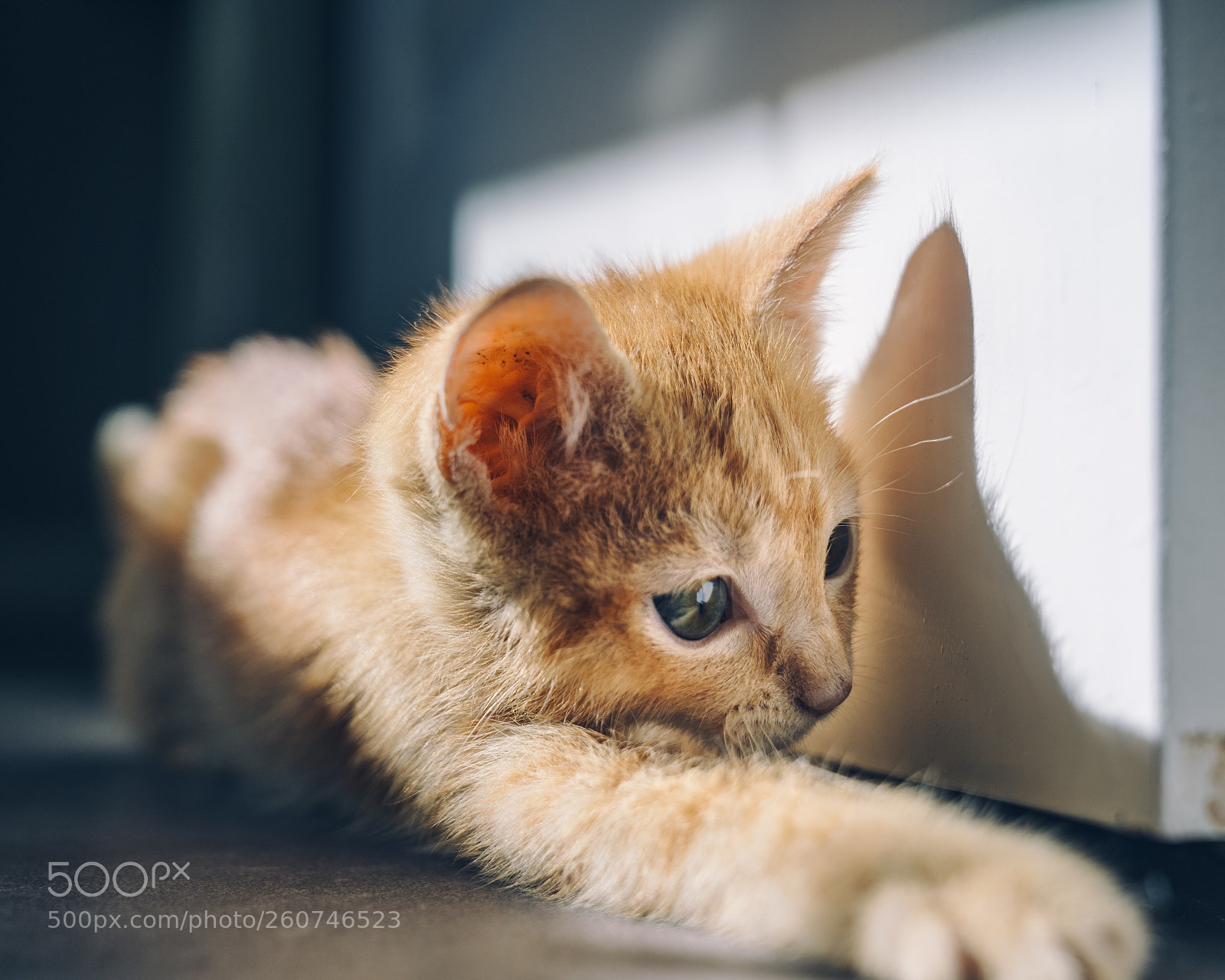 Sony a7 III sample photo. Reach photography