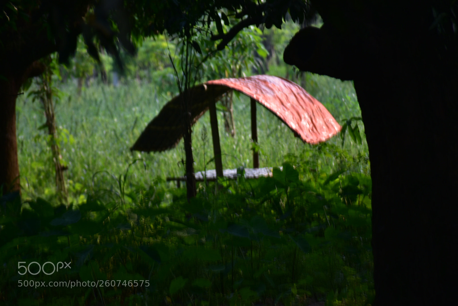 Nikon D3400 sample photo. Village life photography