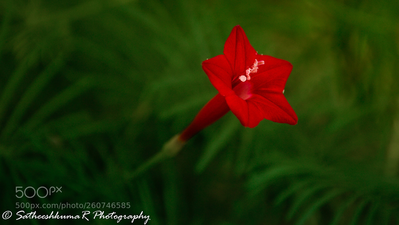 Nikon D3100 sample photo. Red princess !! photography