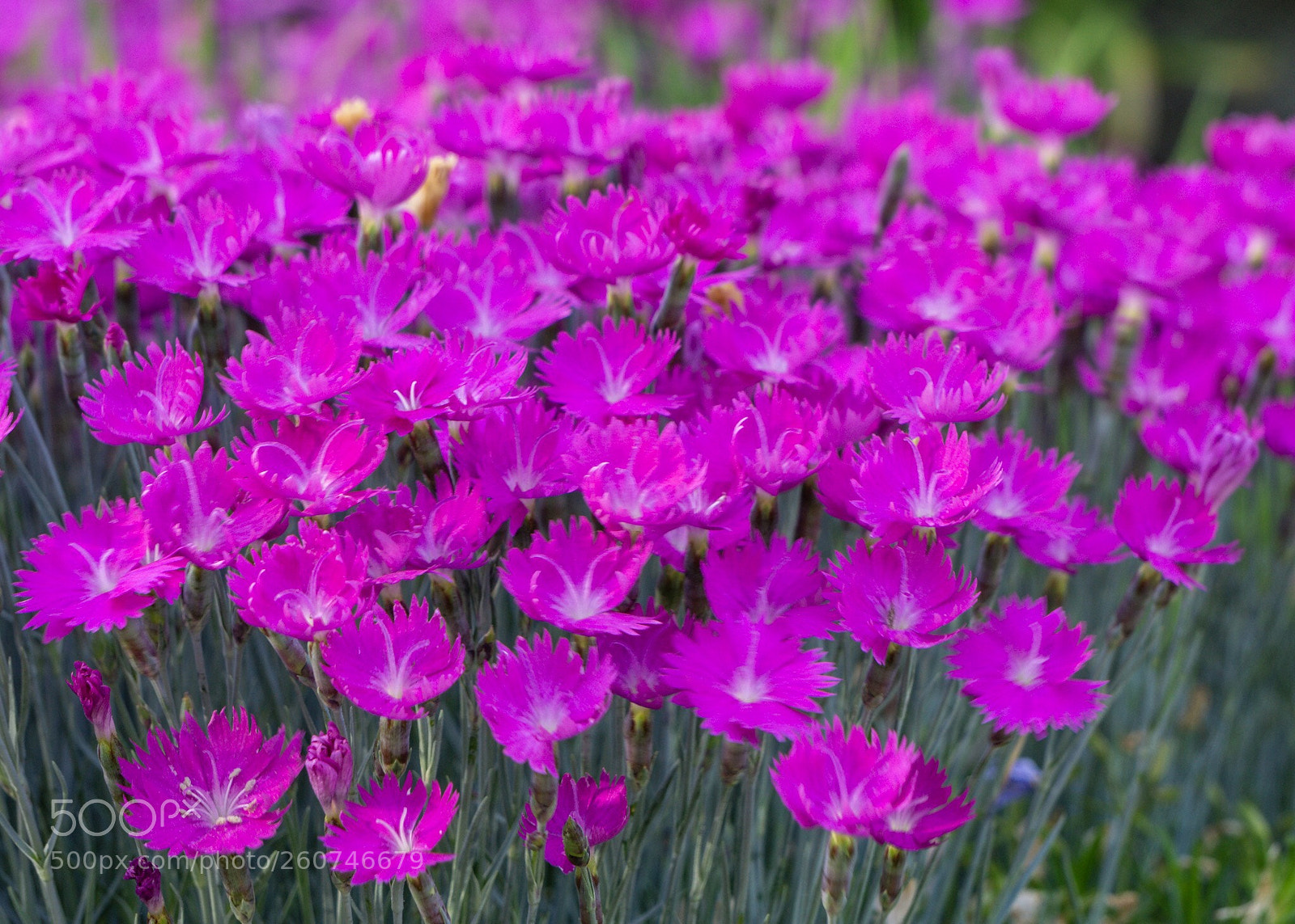 Sony a6000 sample photo. Flowers ? photography