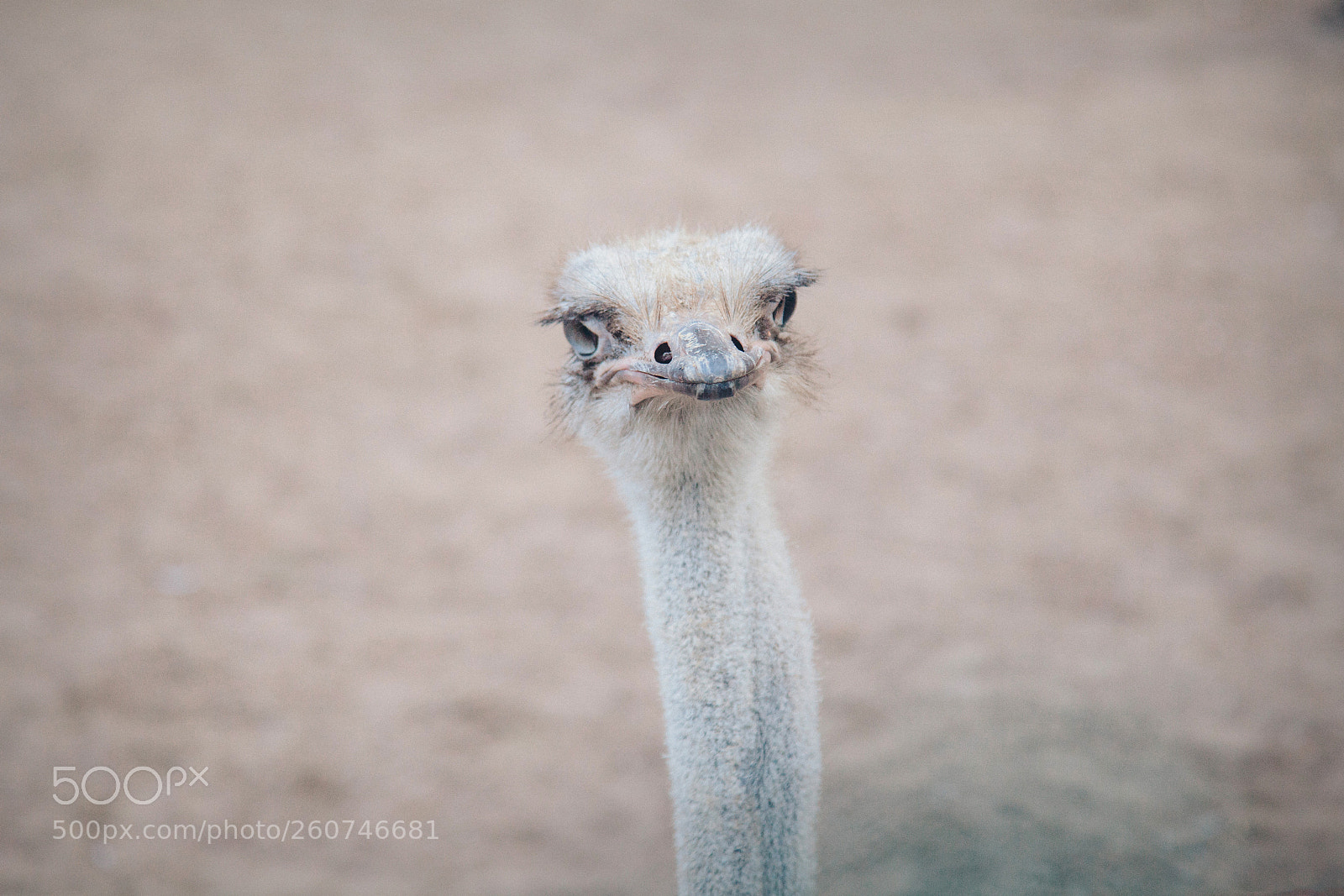 Canon EOS 5D Mark II sample photo. Portrait the ostrich on photography