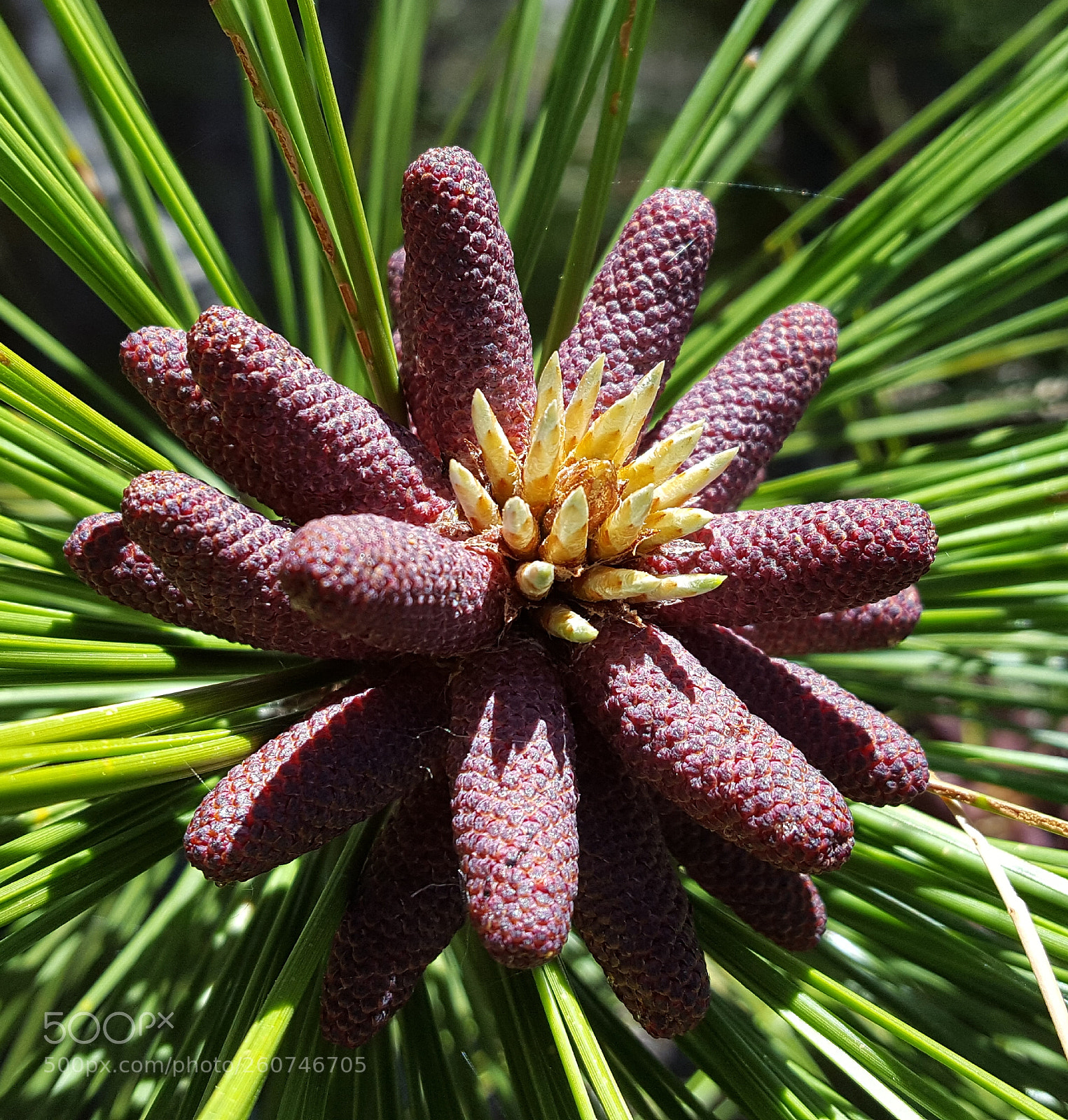 Samsung Galaxy S6 sample photo. Pine cone photography