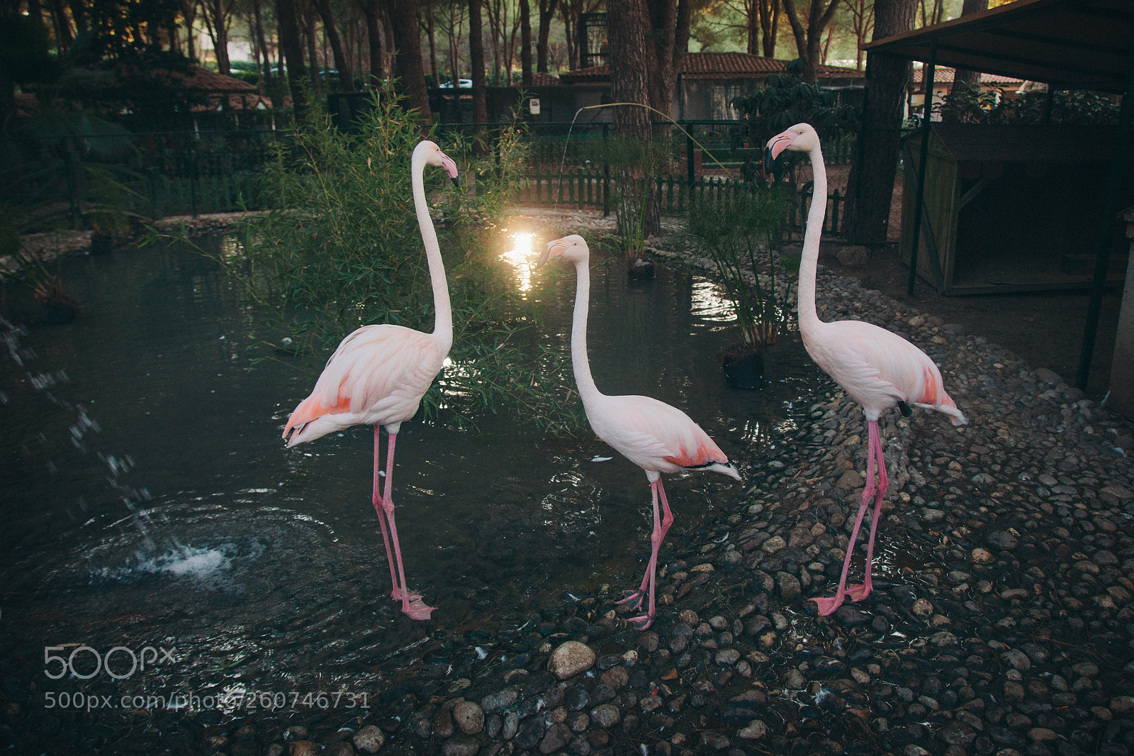 Canon EOS 5D Mark II sample photo. Pink birds on the photography