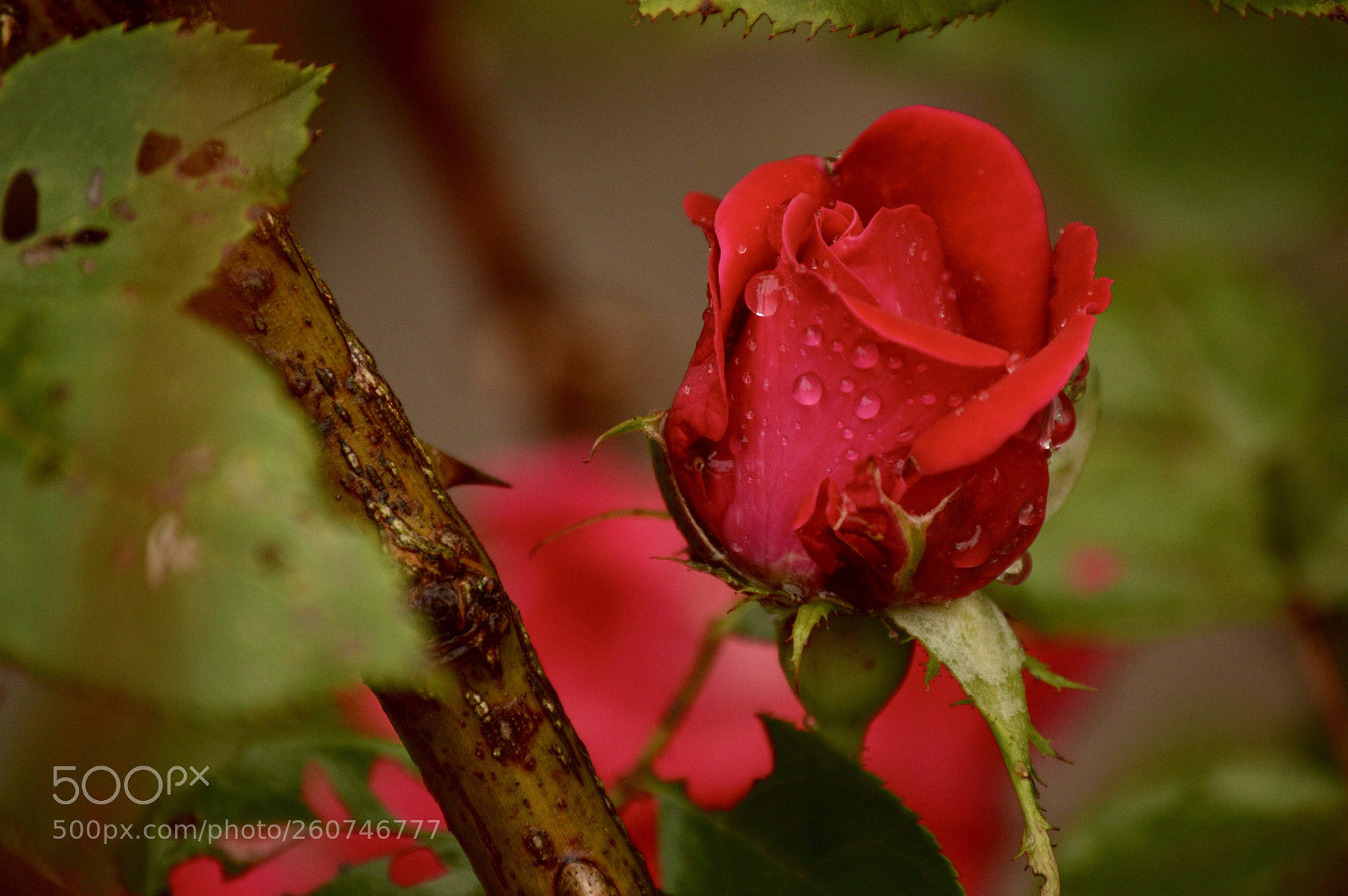 Nikon D3200 sample photo. ?  photography