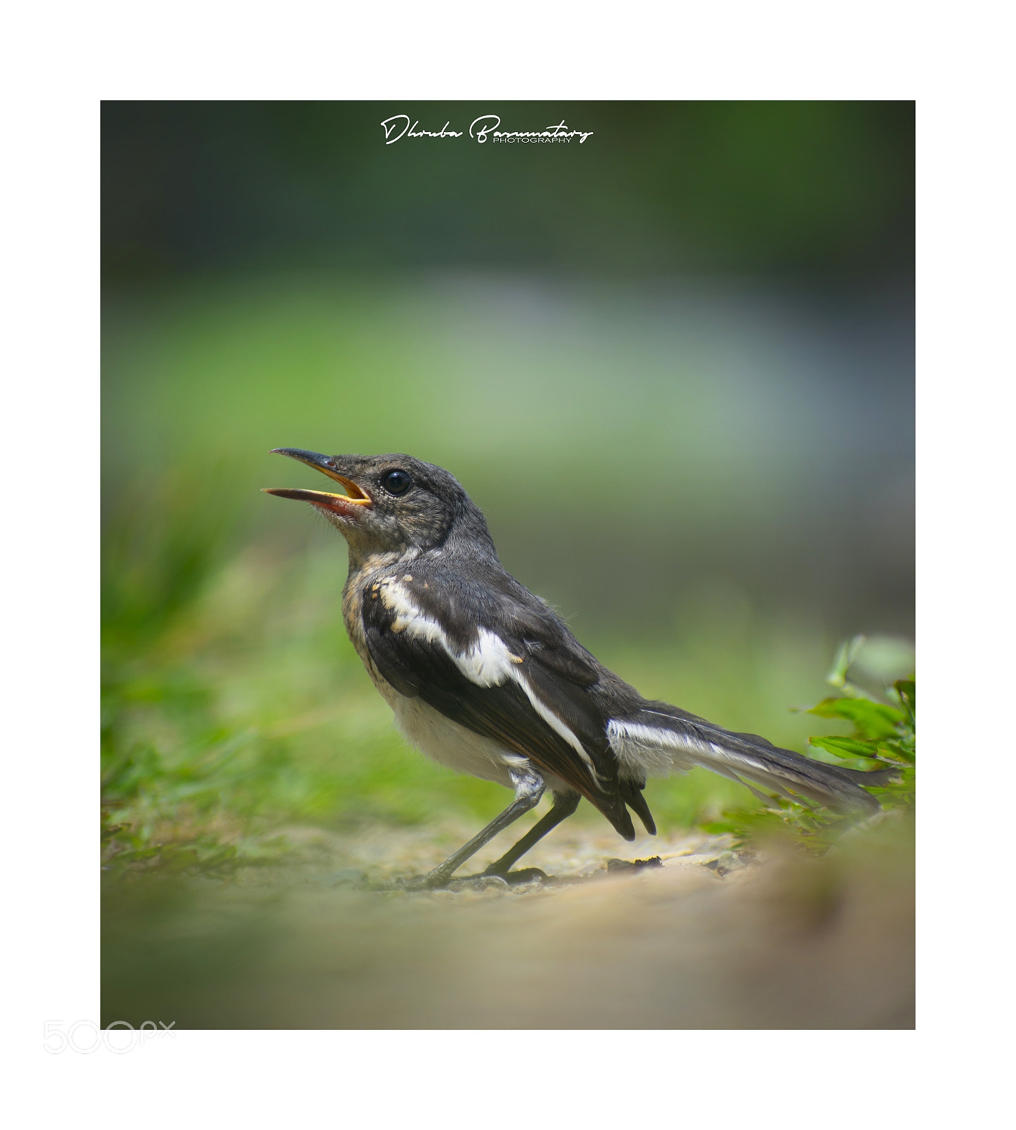 Nikon D3400 sample photo. Bird photography