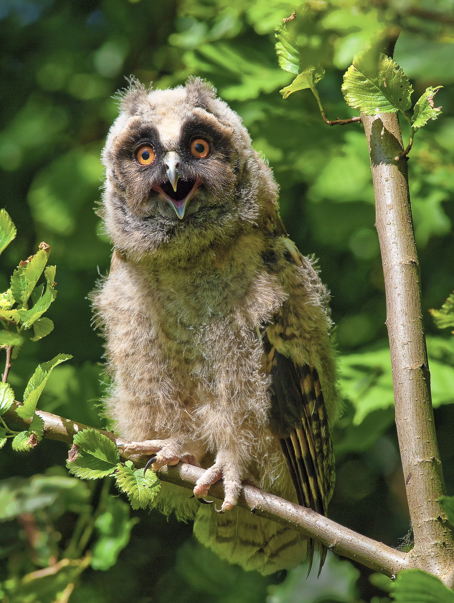 Olympus E-30 sample photo. Young long-eared owl photography
