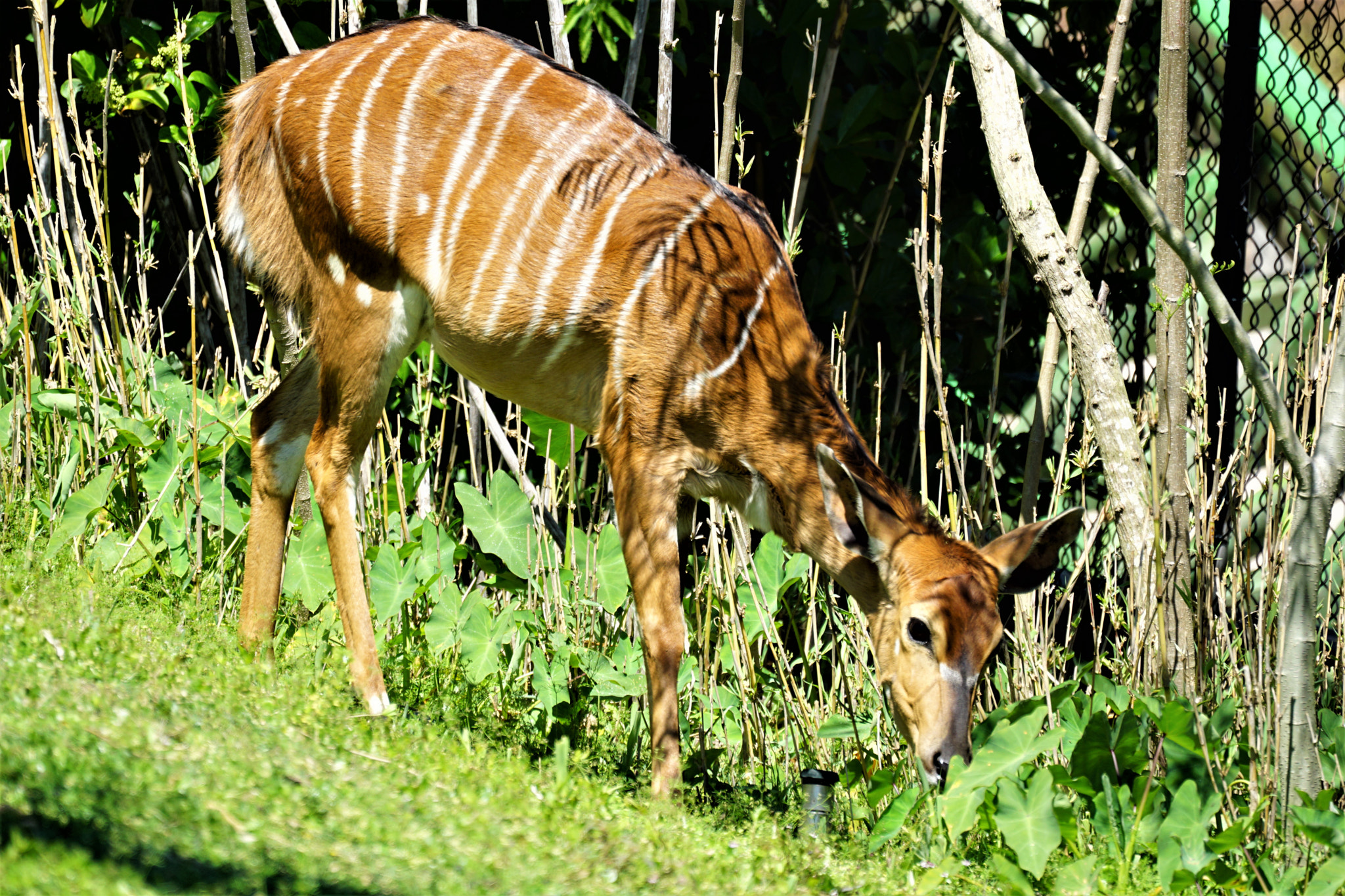 Sony a6000 sample photo. Striped antelope photography