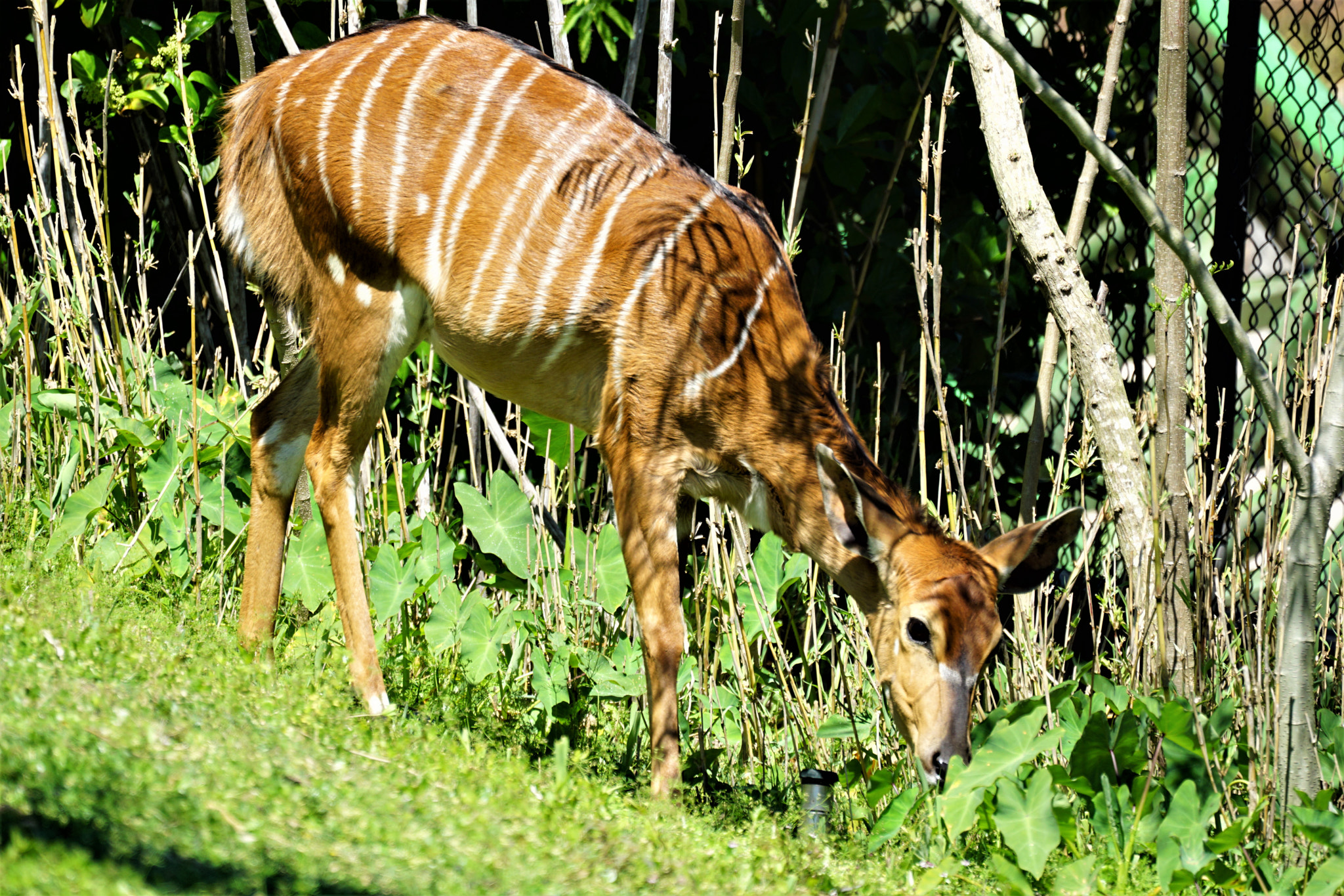 Sony FE 70-300mm F4.5-5.6 G OSS sample photo. Striped antelope photography