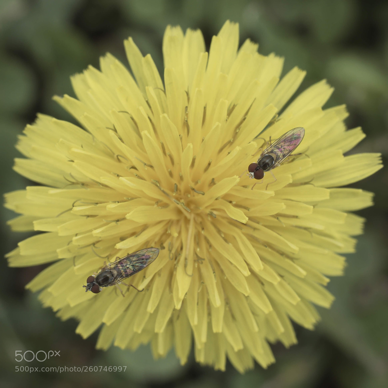 Nikon D5500 sample photo. Bugs are finally back photography