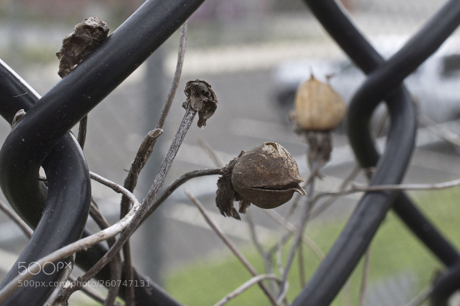 Nikon D5500 sample photo. Macro-shop of horrors photography