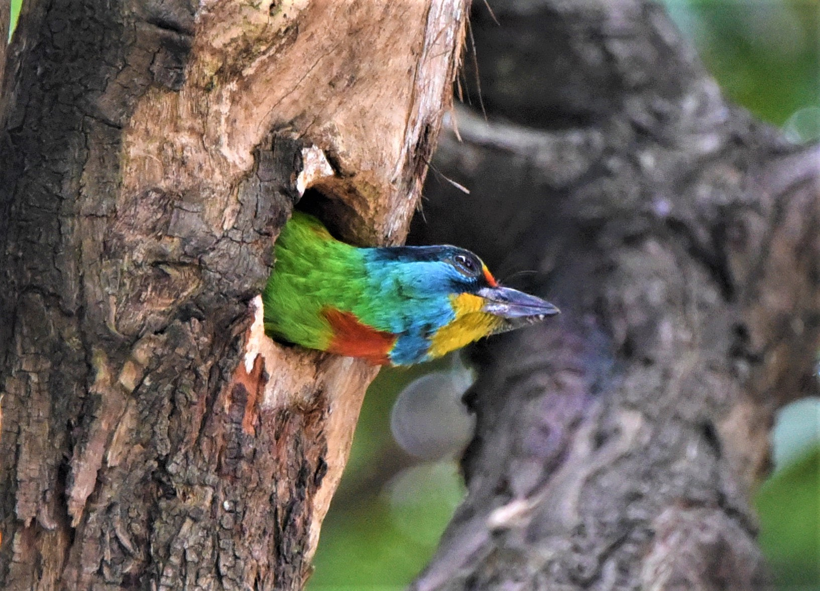 Nikon D750 sample photo. Male taiwan barbet photography