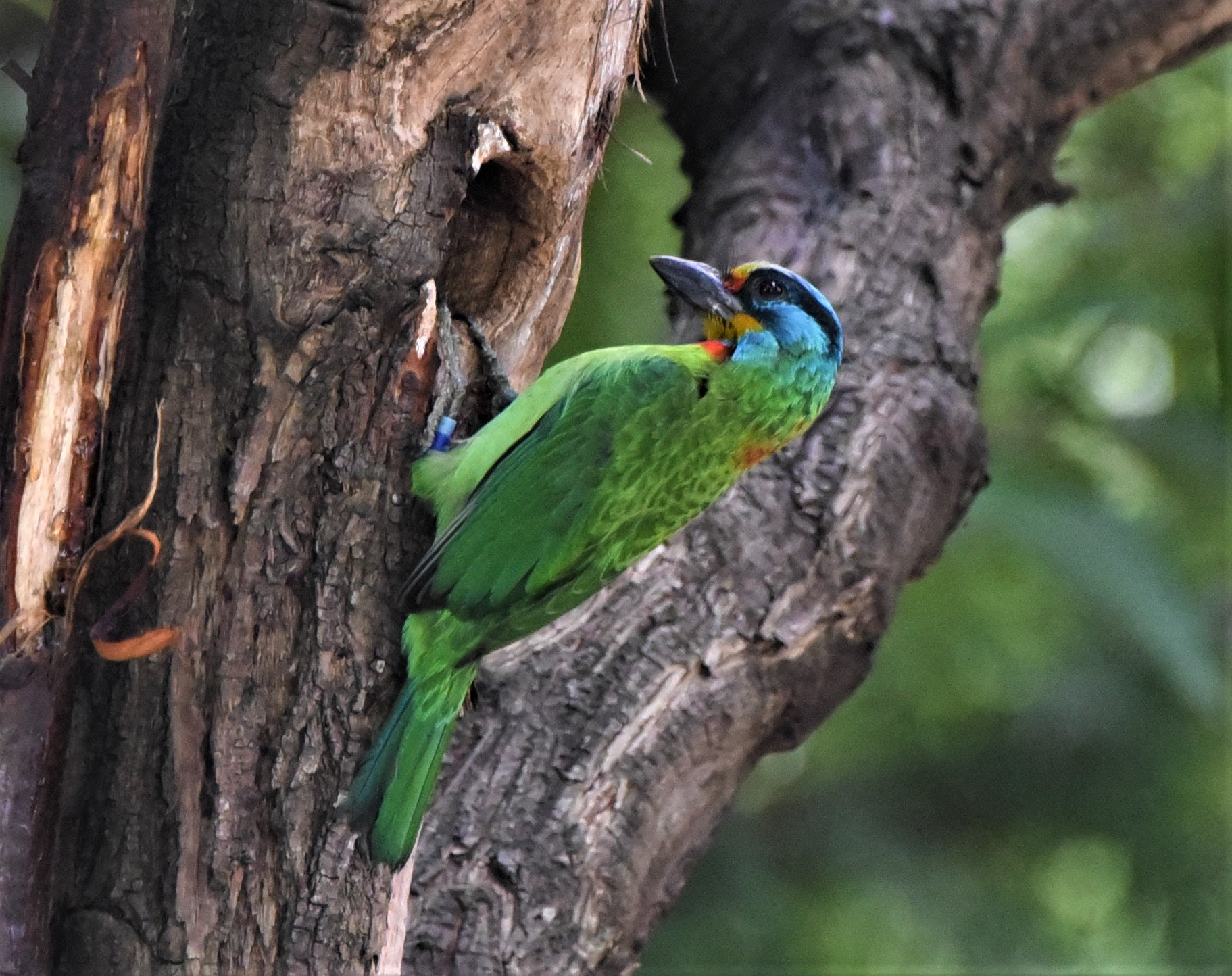 Nikon D750 sample photo. Taiwan barbet photography