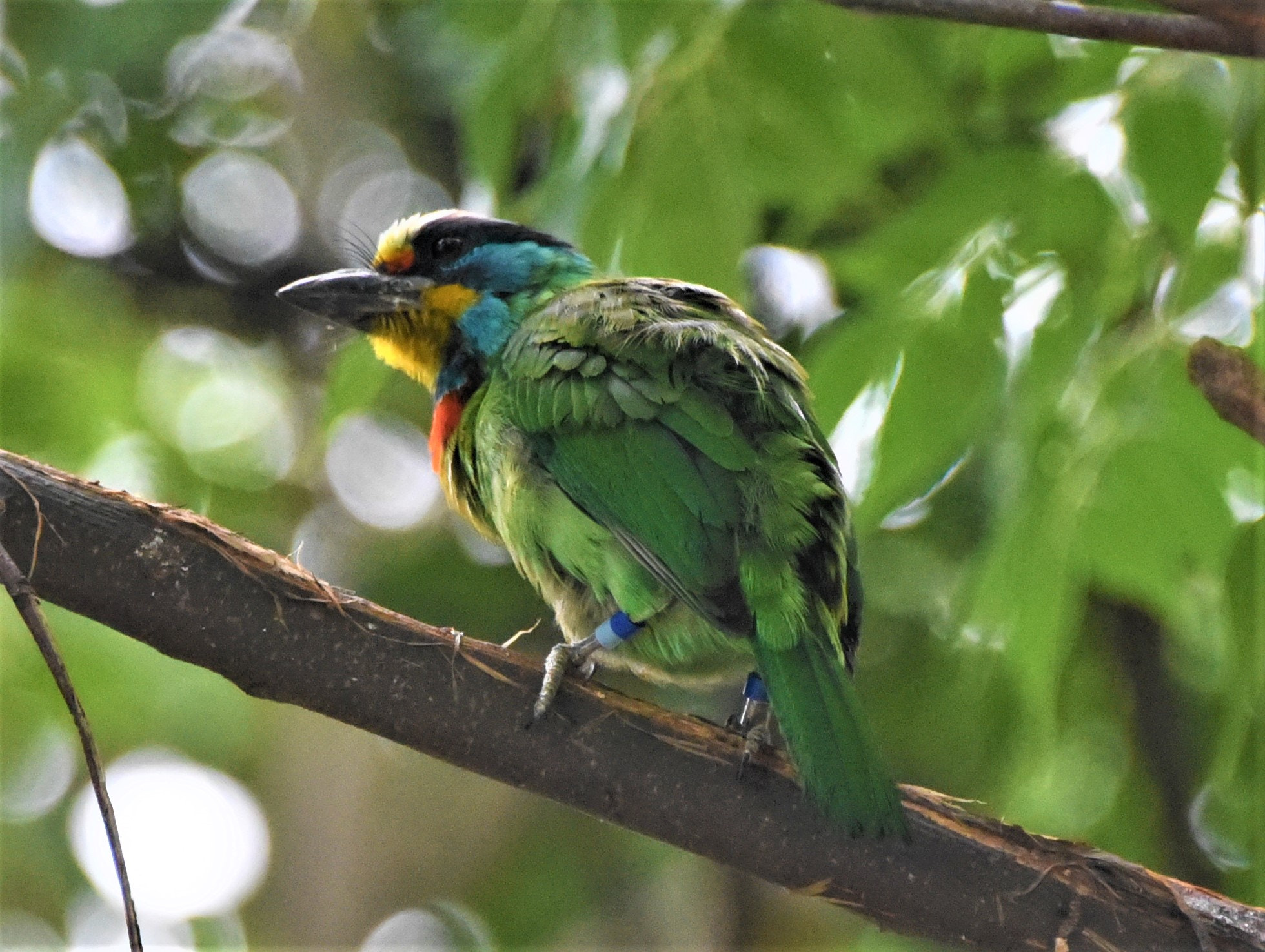 Nikon D750 sample photo. Taiwan barbet bird photography