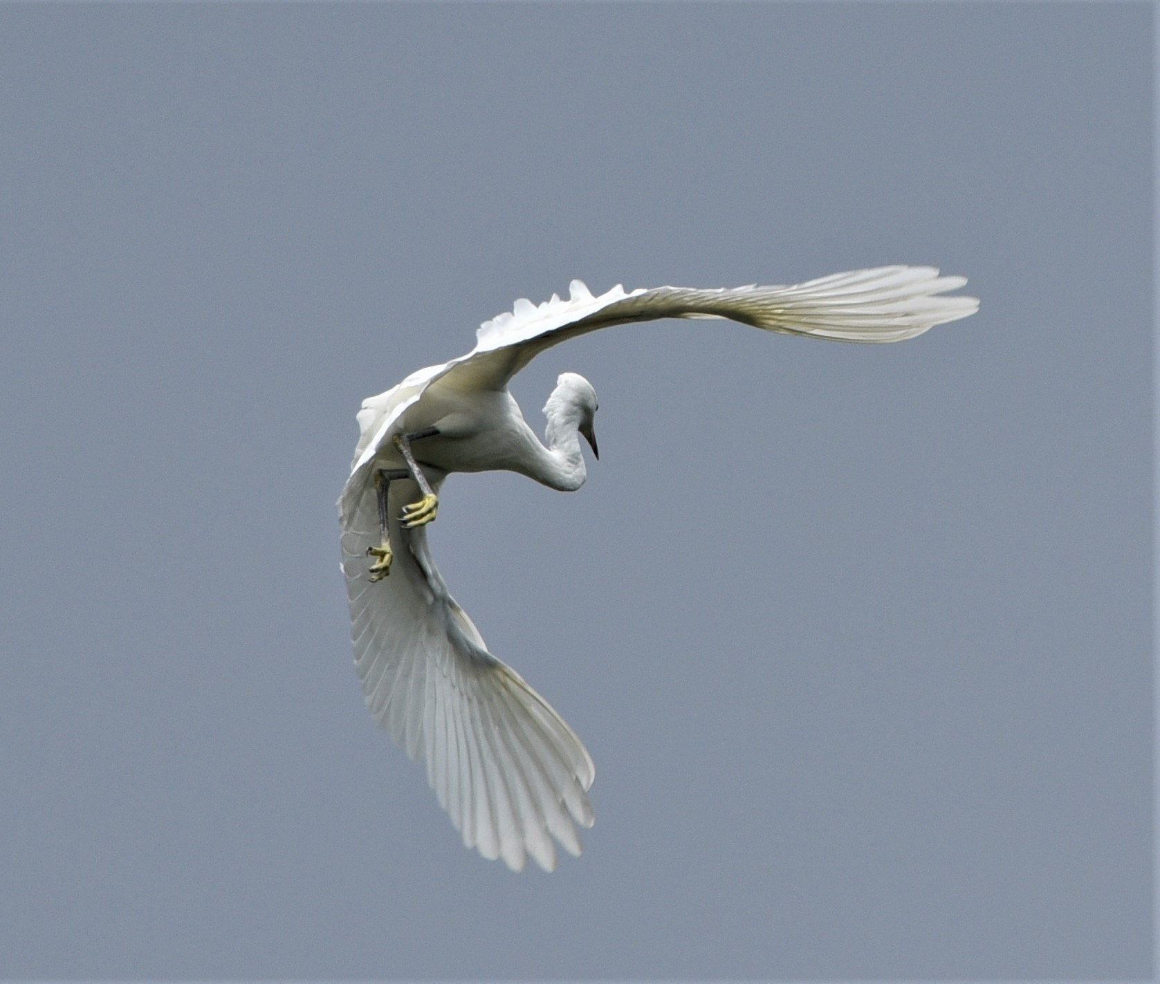 Nikon D750 sample photo. Show off my flying skills photography