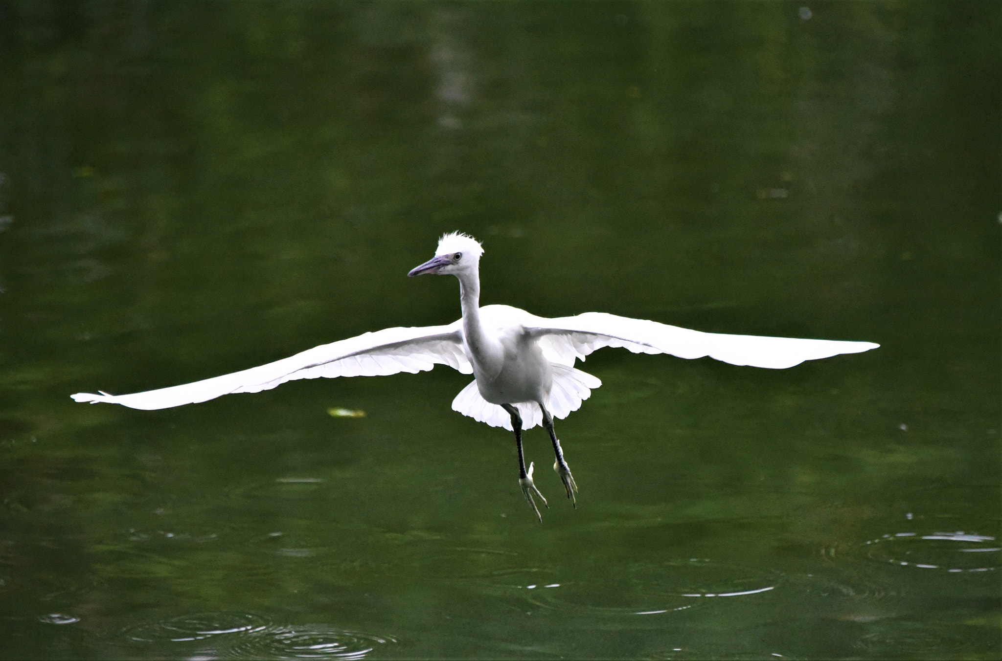 Nikon D750 sample photo. Try to fly in style photography