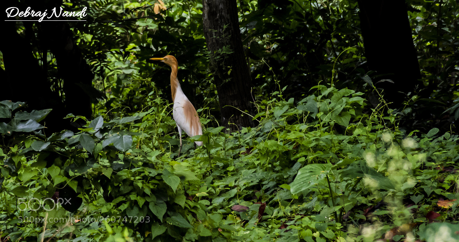 Nikon D7200 sample photo. In a lonely water photography
