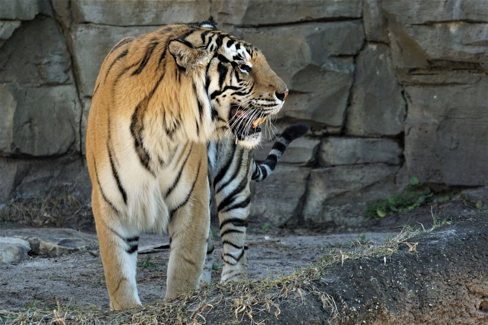 Sony a6000 + Sony FE 70-300mm F4.5-5.6 G OSS sample photo. Bengal tiger photography
