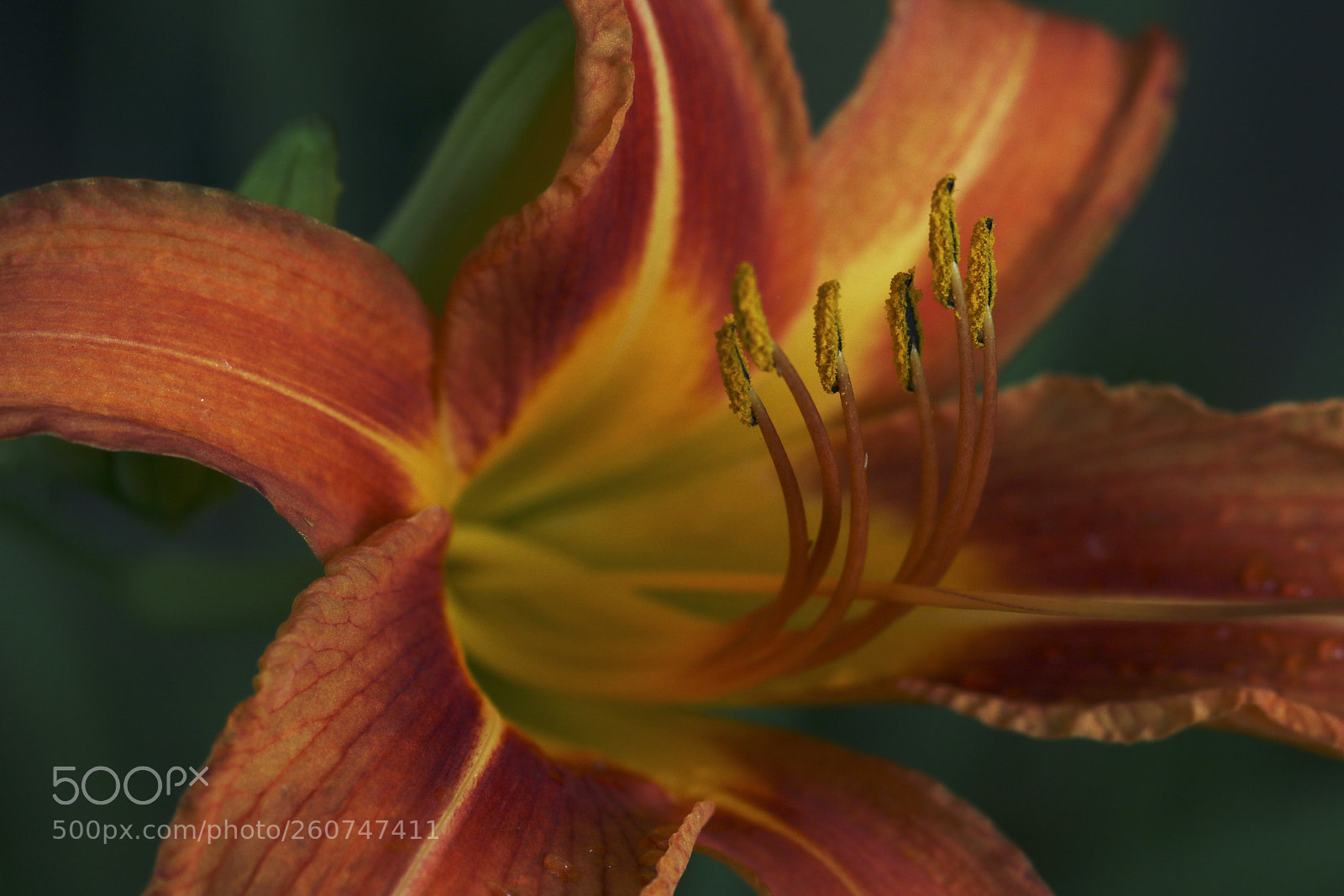 Canon EOS 70D sample photo. Orange tiger lily photography