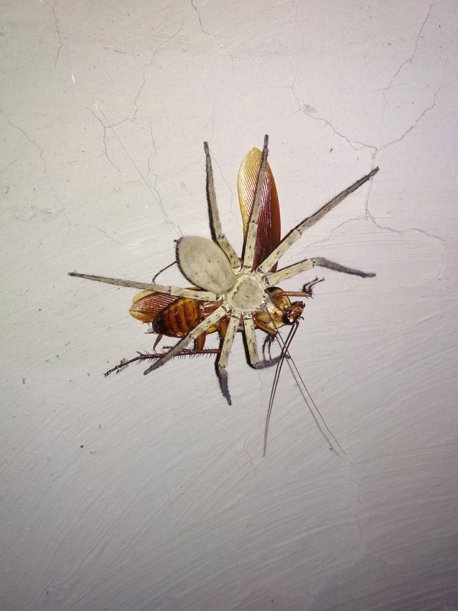 Xiaomi Redmi 4 Pro sample photo