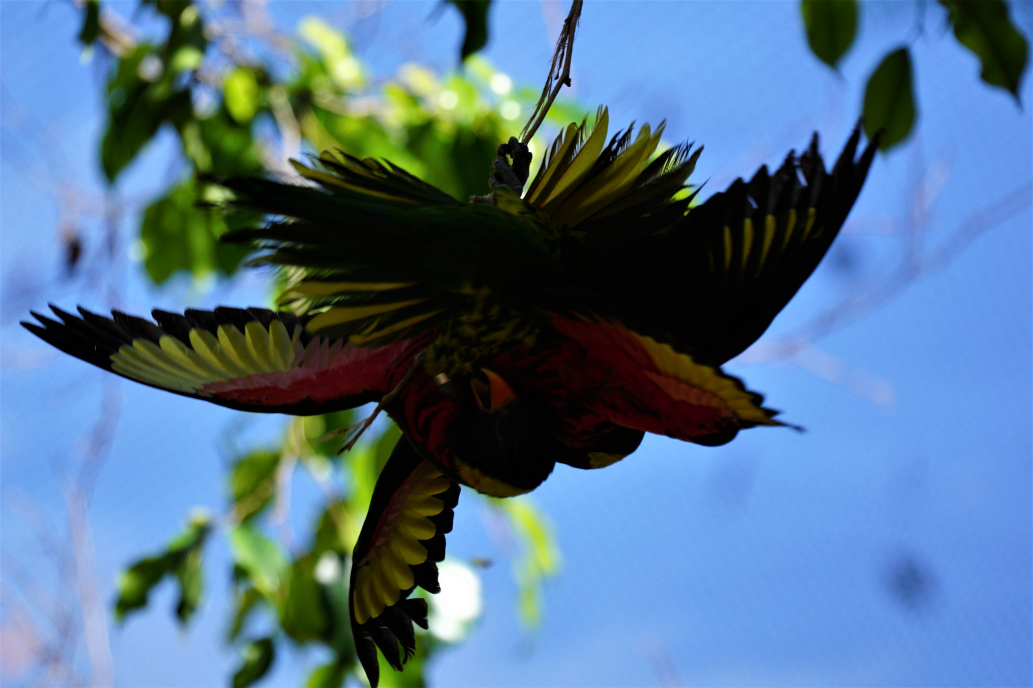 Sony FE 70-300mm F4.5-5.6 G OSS sample photo. Bird sillouette mating ritual photography