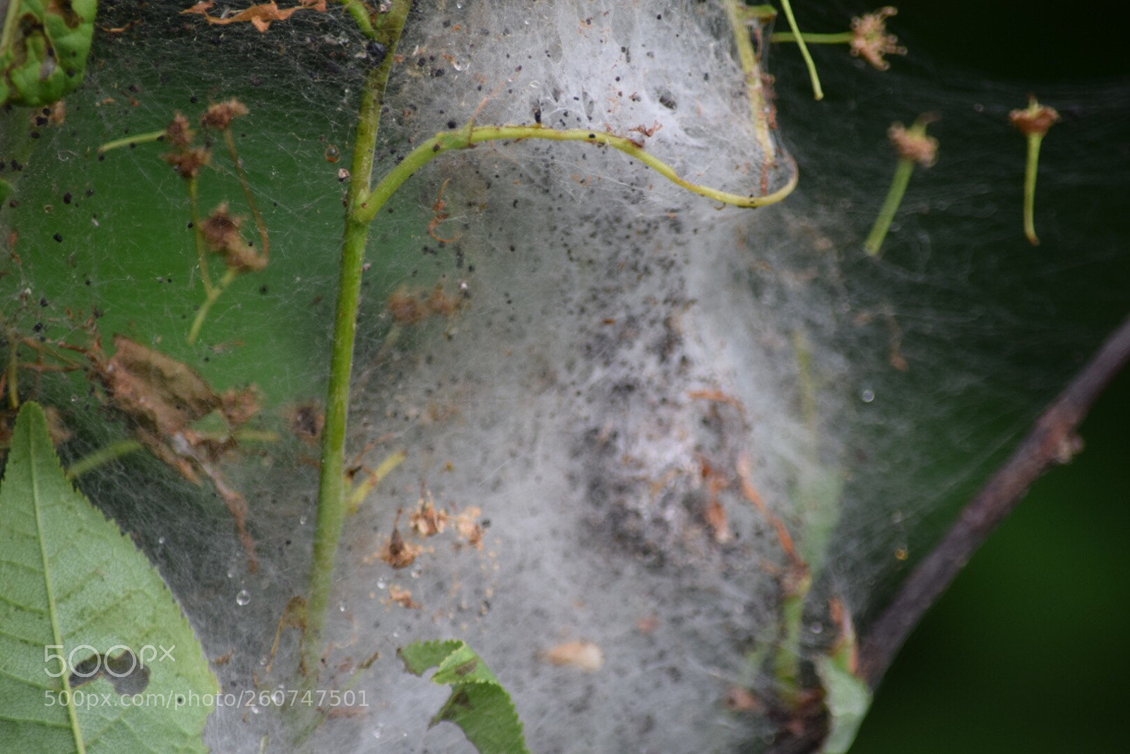 Nikon D5300 sample photo. Untitled photography