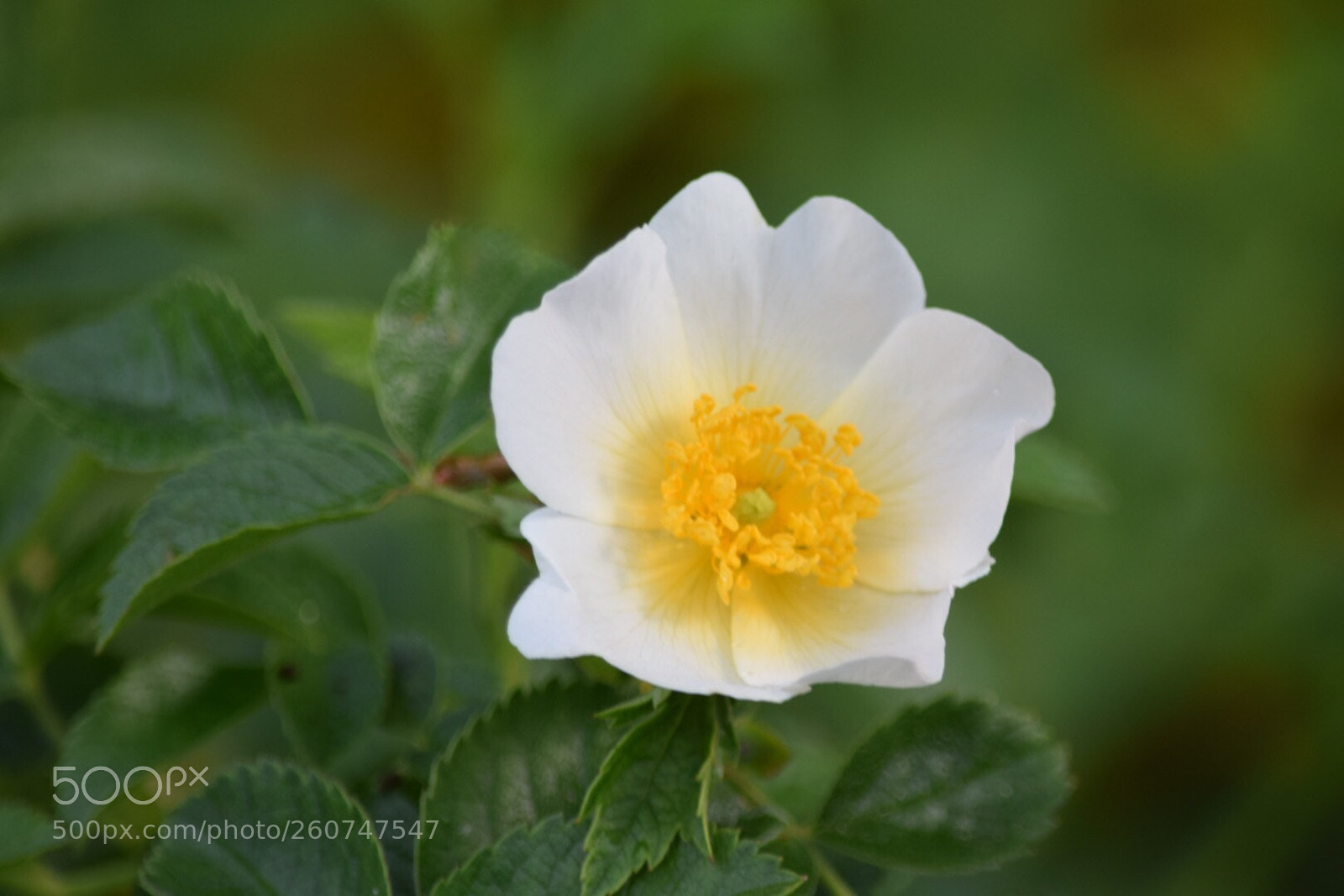 Nikon D5300 sample photo. Untitled photography