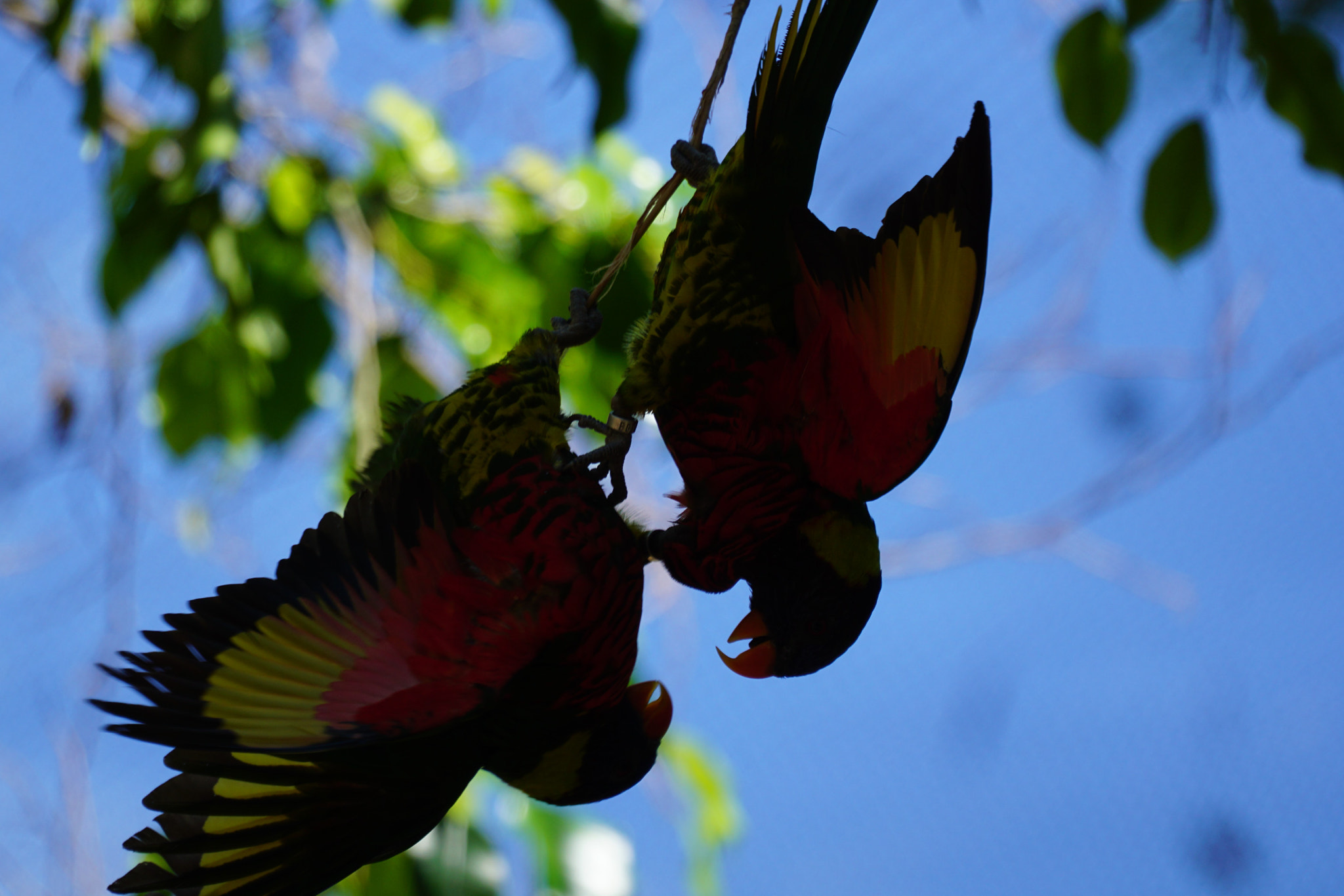 Sony FE 70-300mm F4.5-5.6 G OSS sample photo. Bird sillouette photography