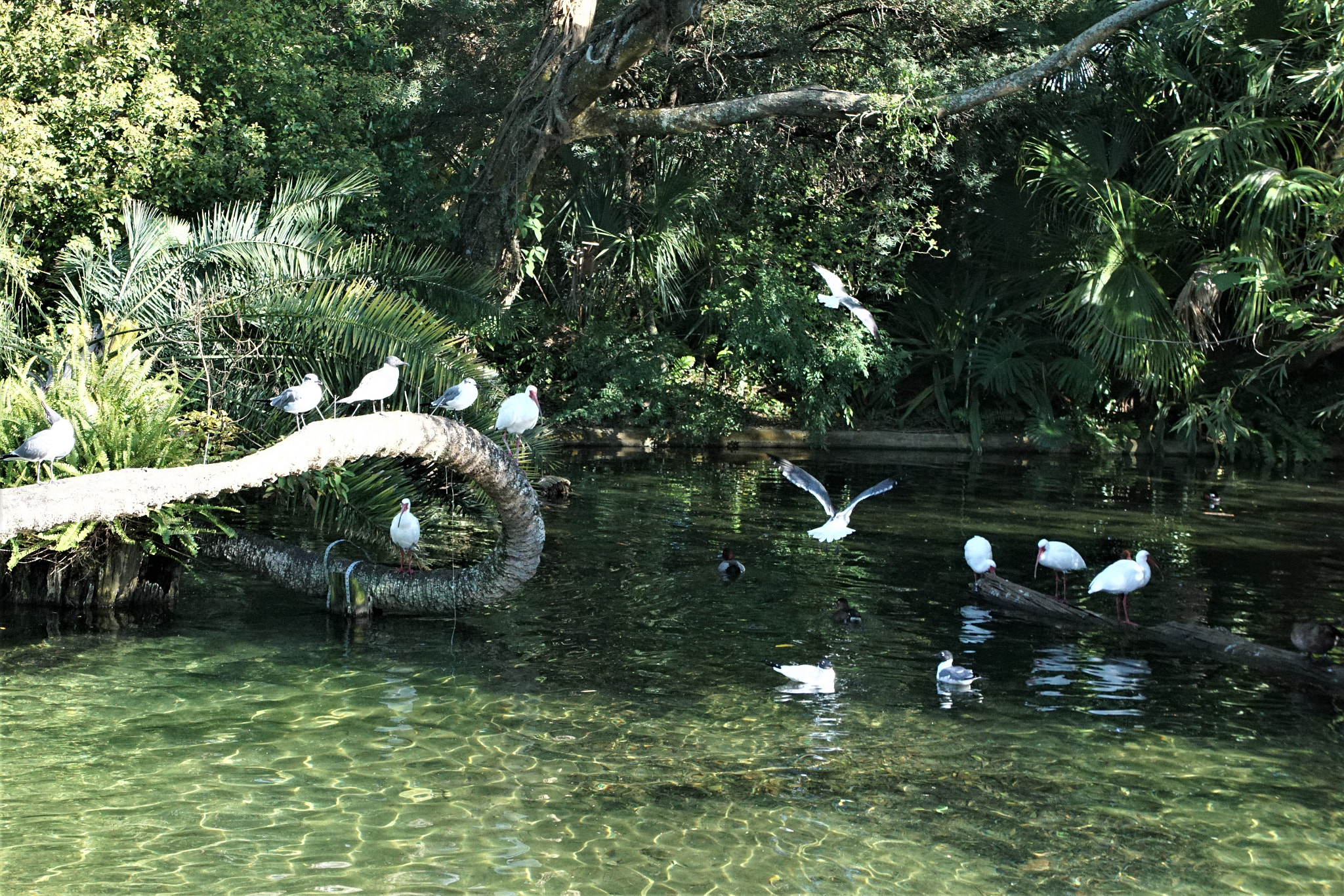 Sony a6000 + Sony E 18-55mm F3.5-5.6 OSS sample photo. Birds by serene stream photography