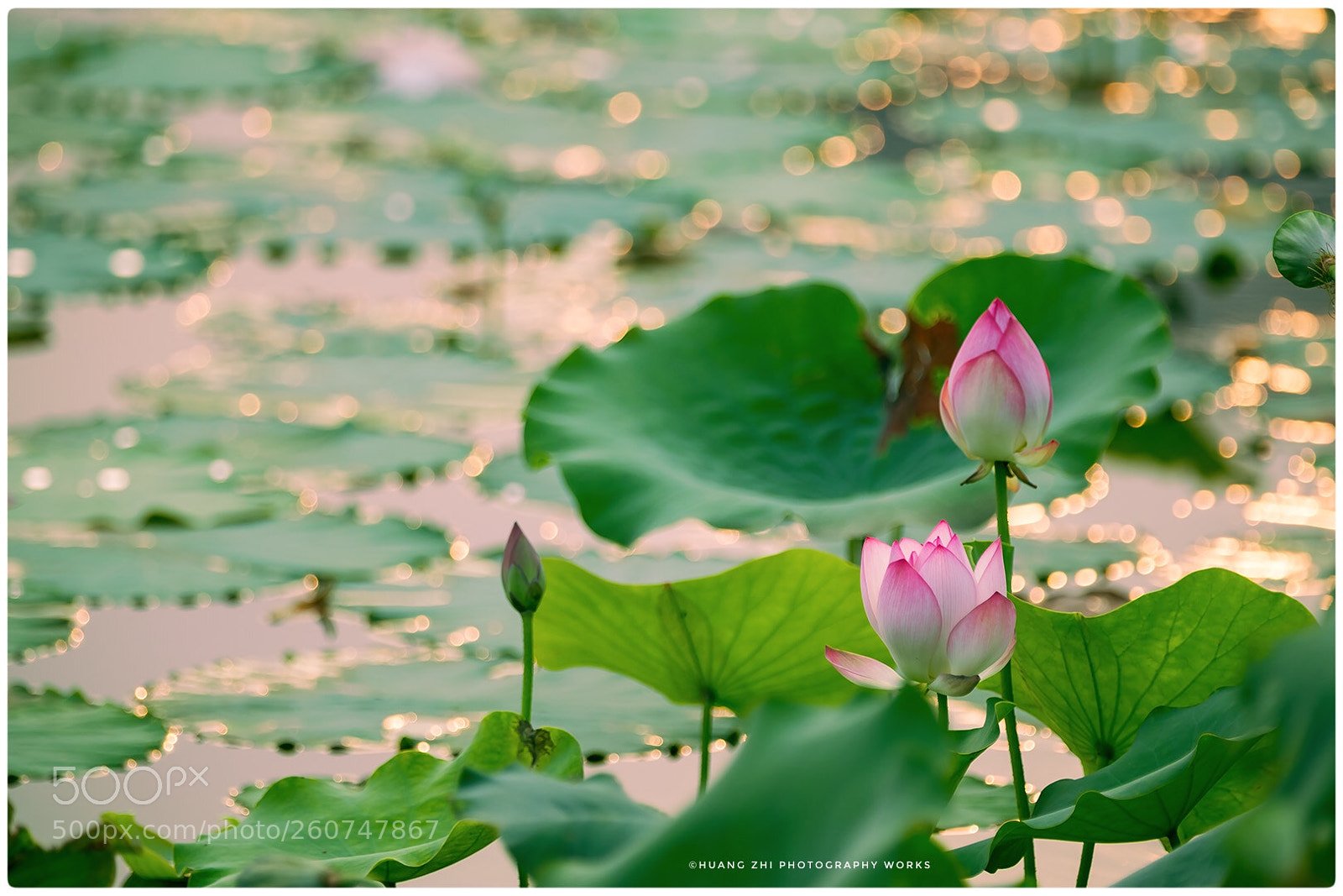 Canon EOS-1D X Mark II sample photo. Glittering photography