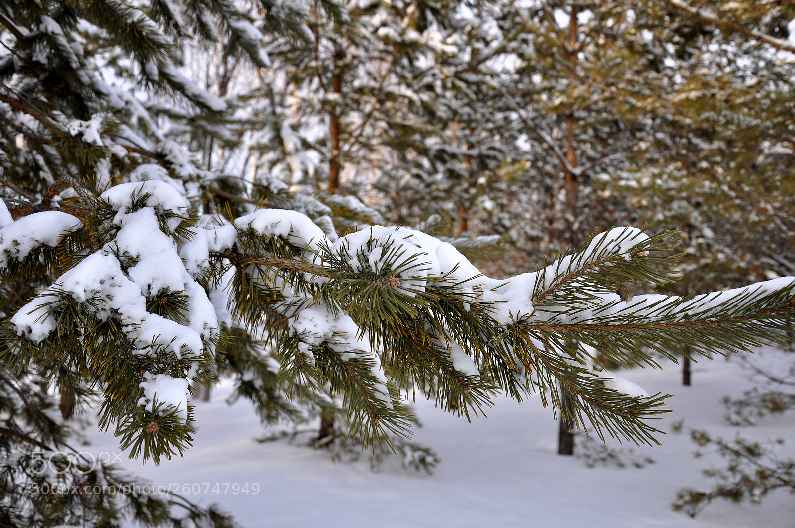 Nikon D90 sample photo. Sprig of pine in photography