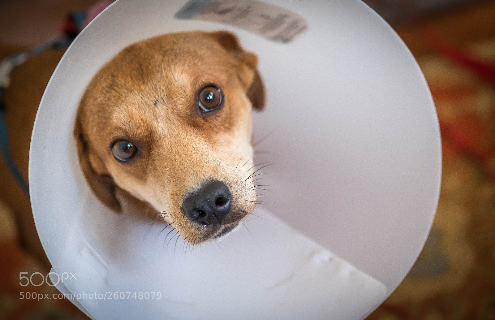 Fujifilm X-T2 sample photo. Poppy 2 photography