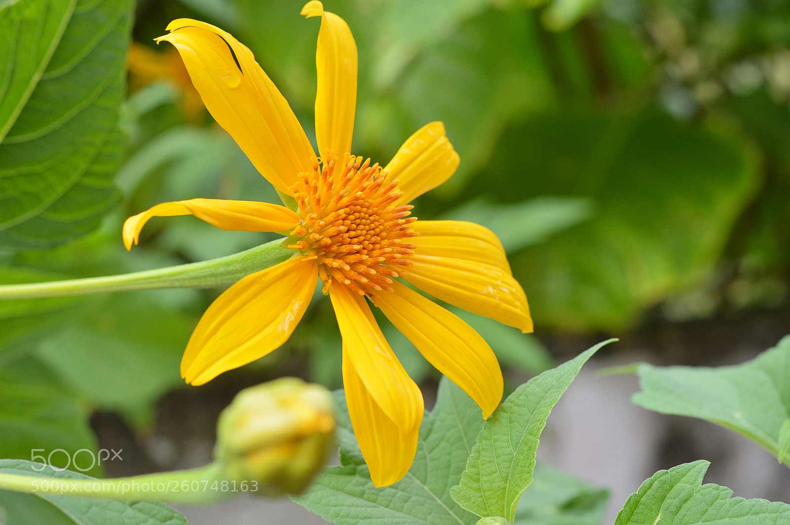 Nikon D3200 sample photo. Girassol photography