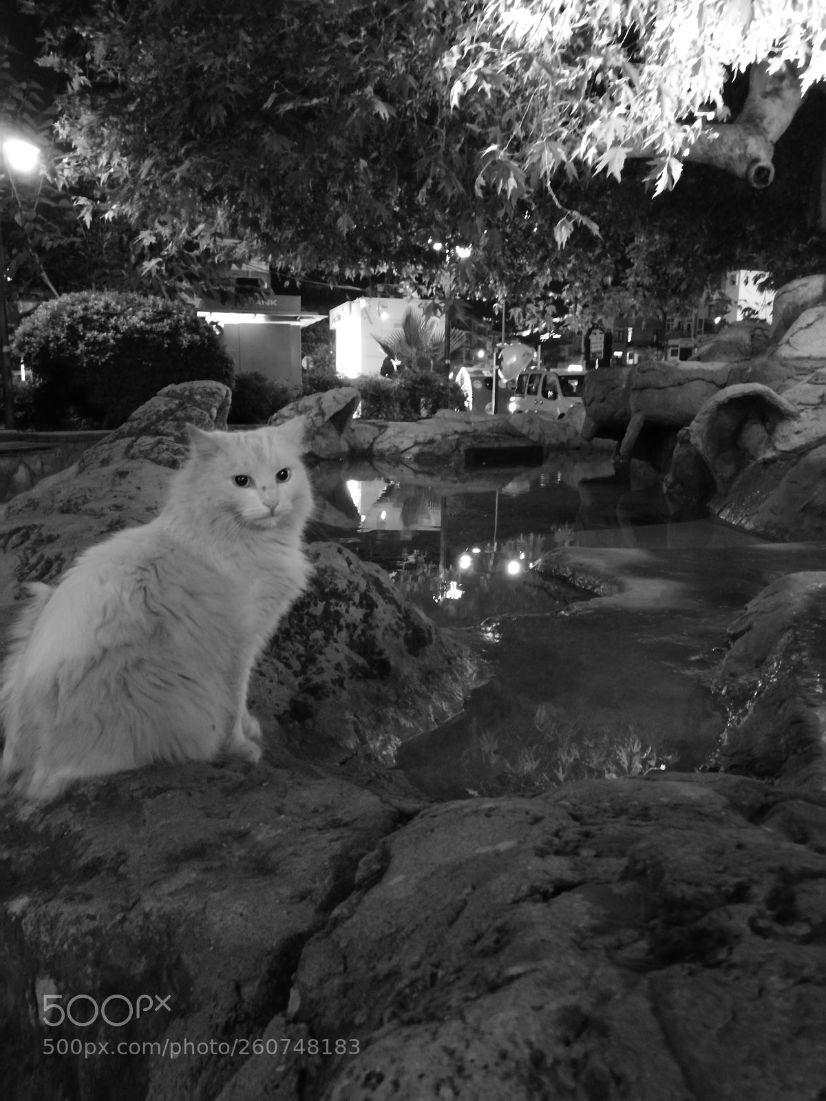 HUAWEI P10 sample photo. King cat photography