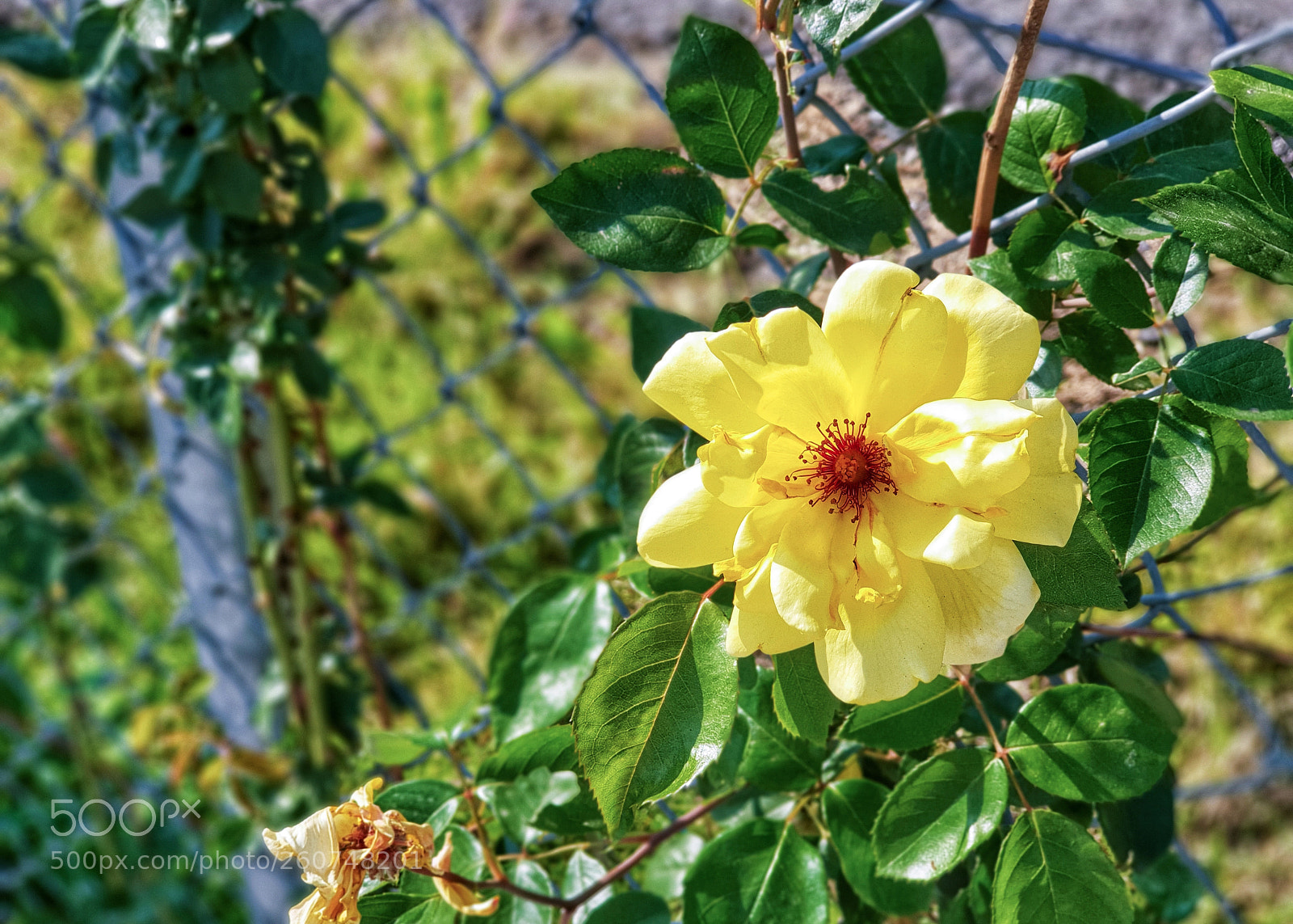 Samsung Galaxy S9+ sample photo. 꽃 photography