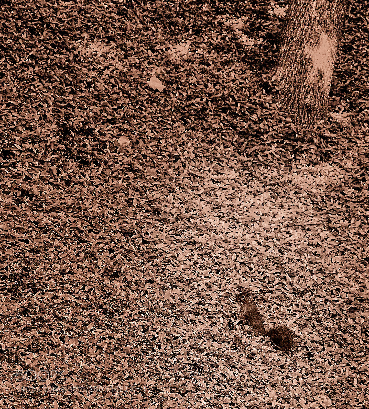 Canon EOS 5D Mark II sample photo. Now where did i photography